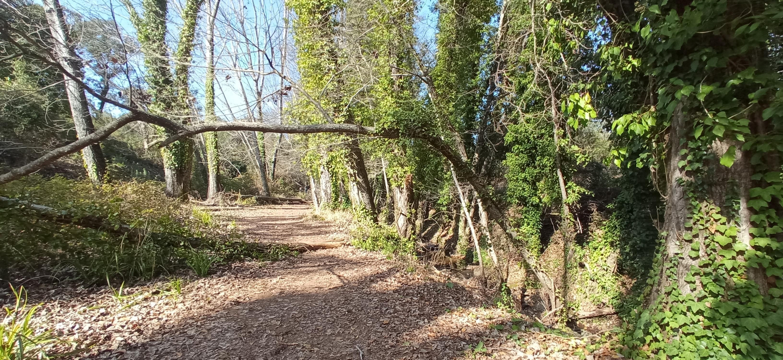 Las imágenes de la ruta de la cascada de Jollarancos y bosque de las letras