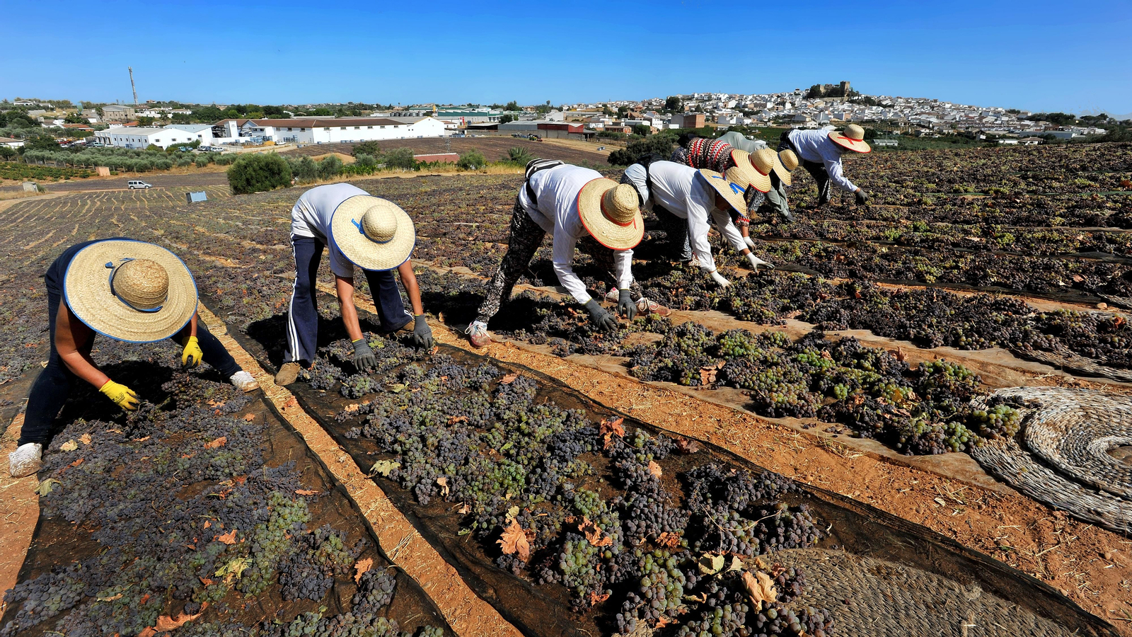 Así se elabora el vino Pedro Ximénez