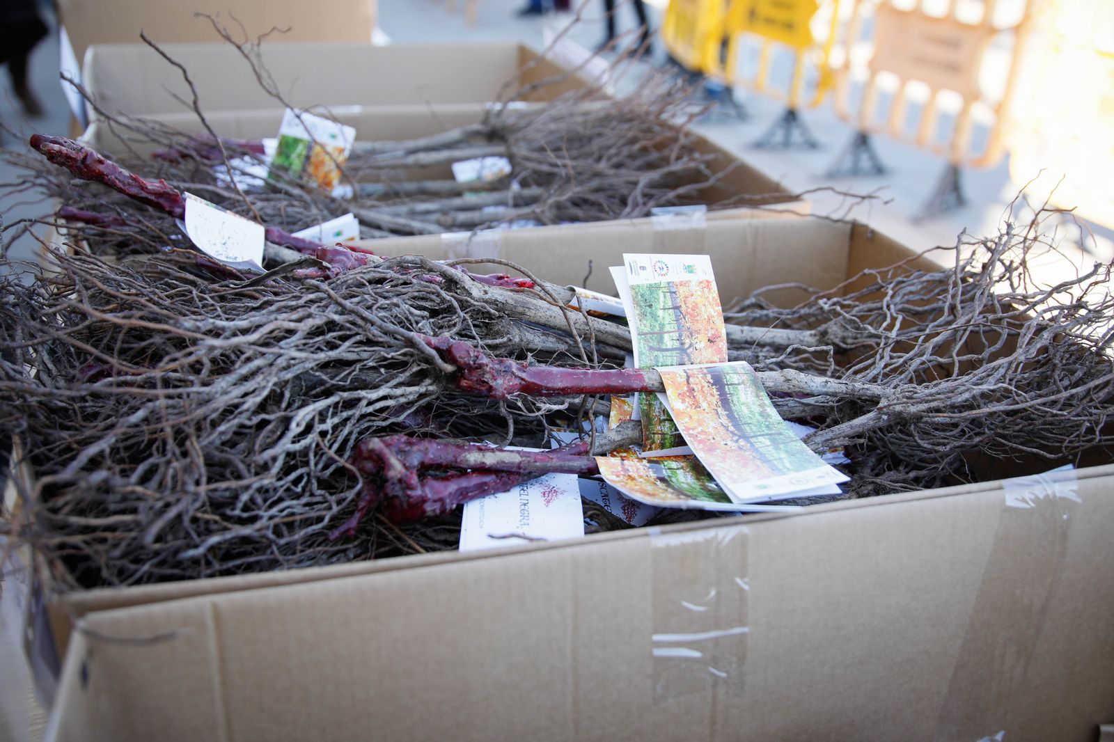 Imágenes del reparto de Parras en Alhama de Almería