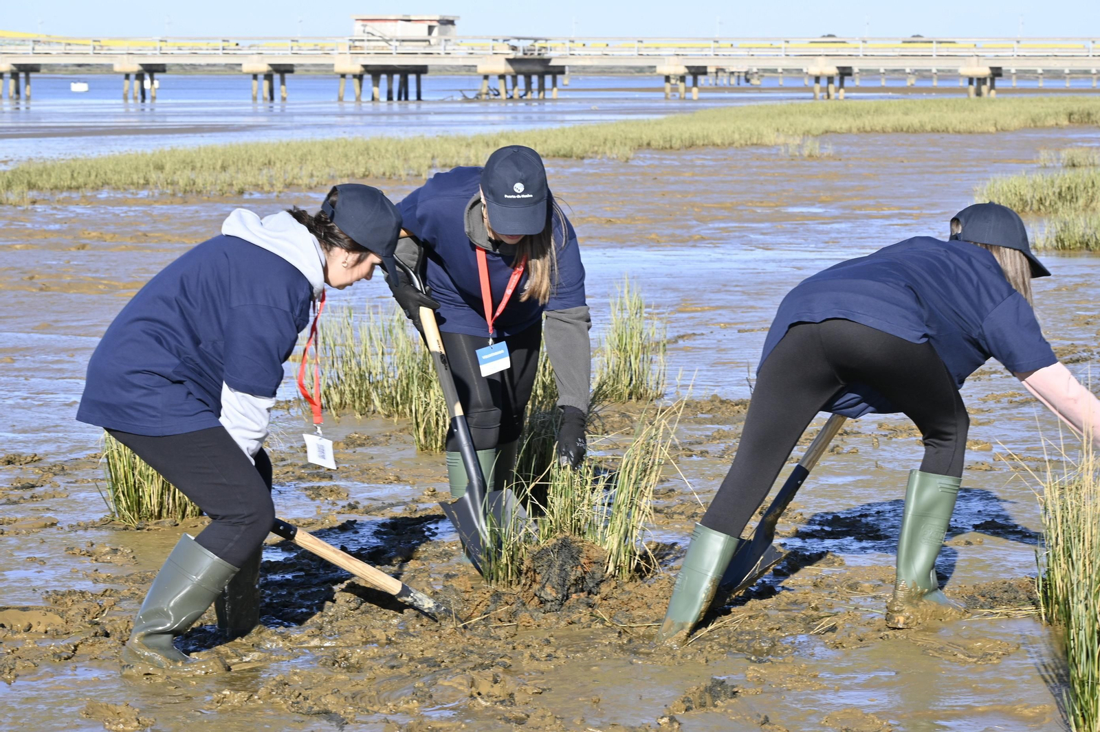 Plantación de la especie autóctona Espartina Marítima en imágenes