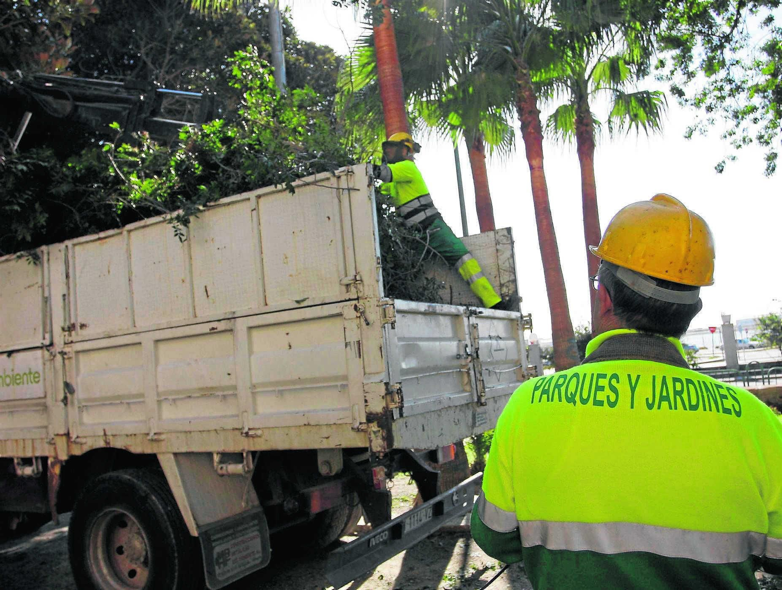 Operarios de la empresa de jardines podando árboles en Almería Operarios de la empresa de jardines podando árboles en Almería
