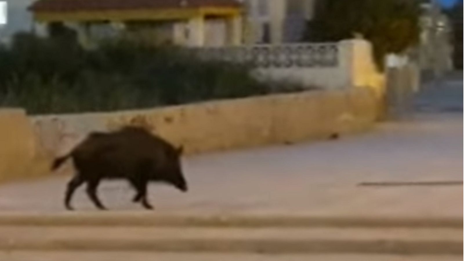 Un jabalí por medio del núcleo urbano