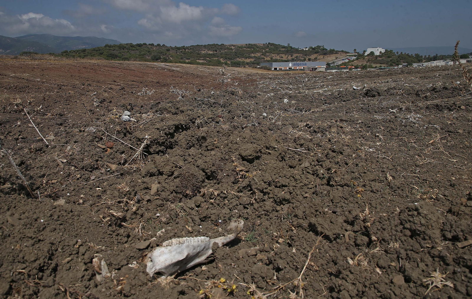 El cementerio ilegal de caballos de Algeciras, en imágenes