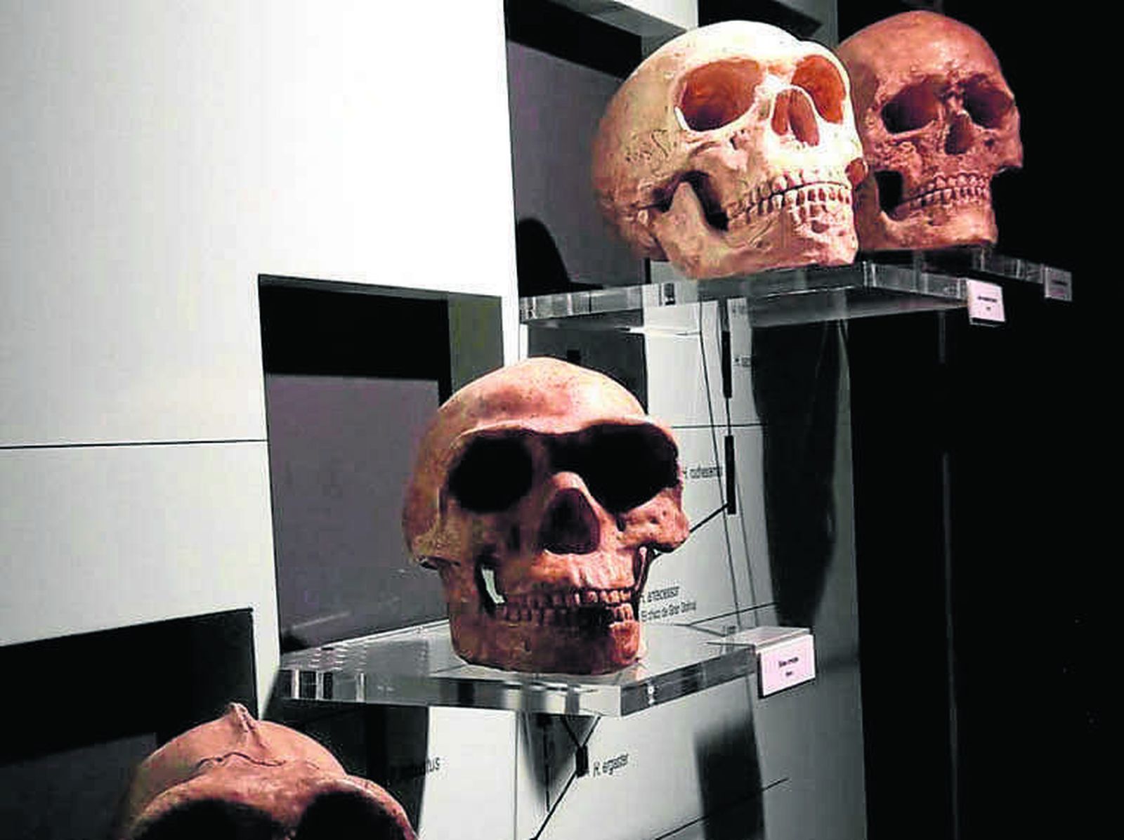 De los primeros homínidos hasta los homo sapiens