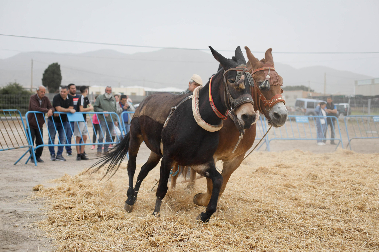Galería de la Feria  de ganado en Tarambana