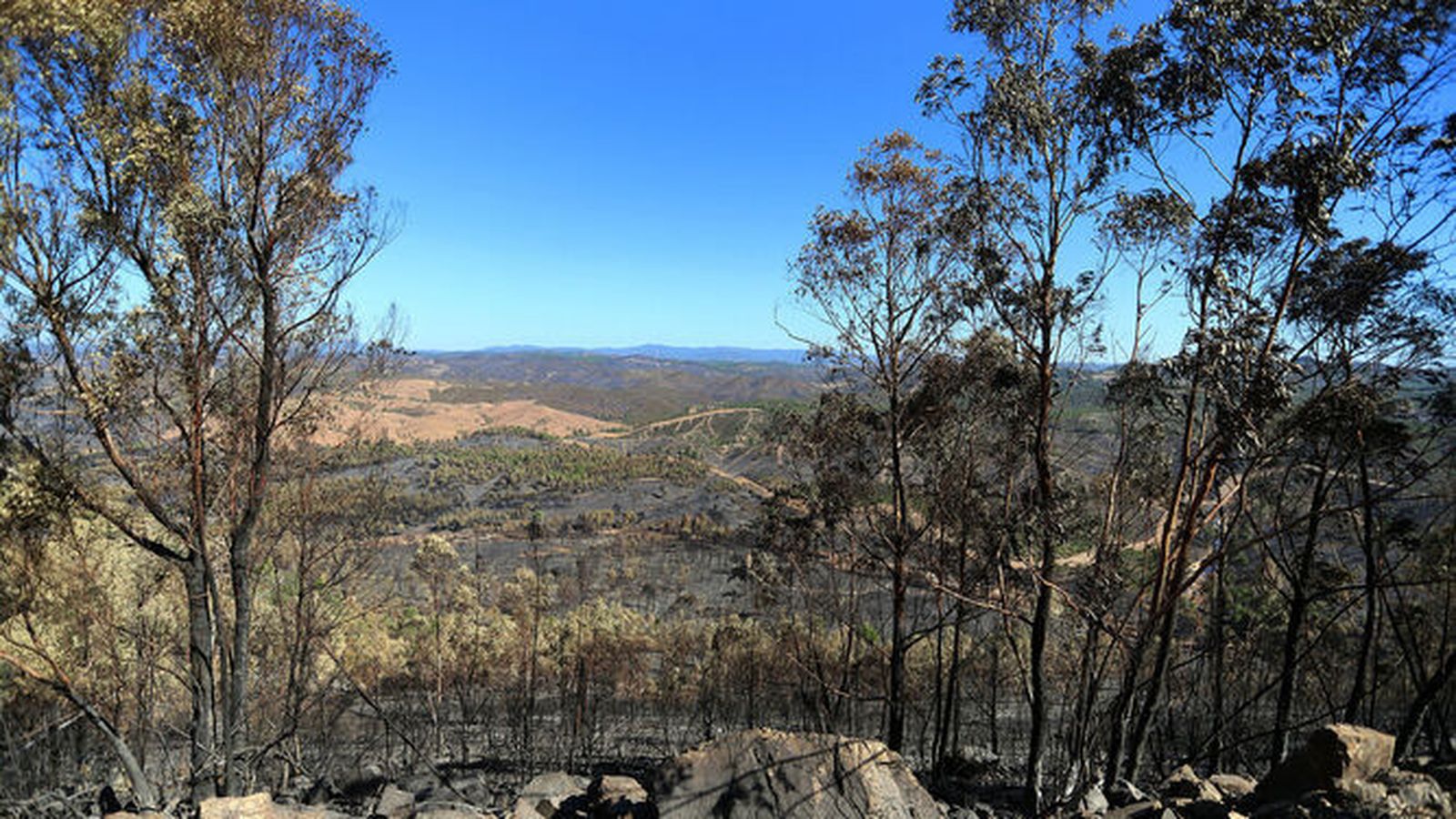 Zona de eucaliptos arrasados en la zona de la Sierra.