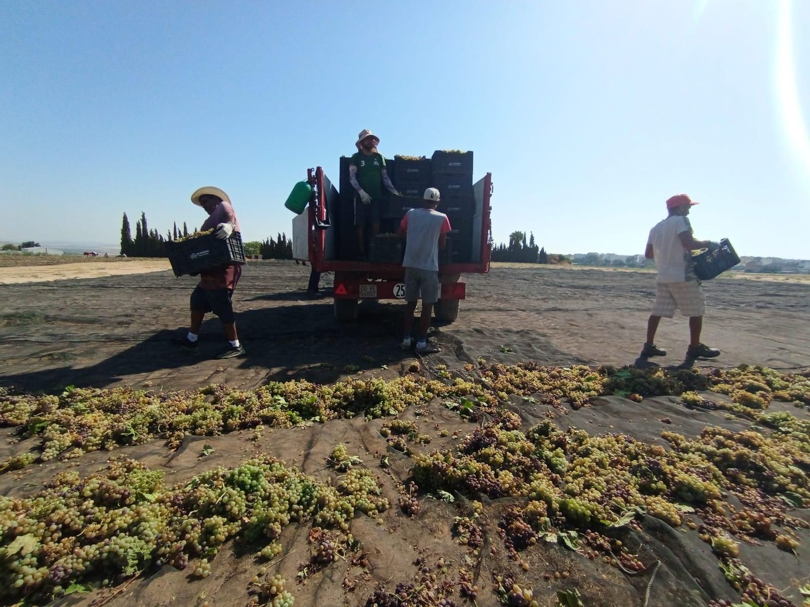 Un grupo de jornaleros, trabajando en la pasada vendimia de Montilla-Moriles.