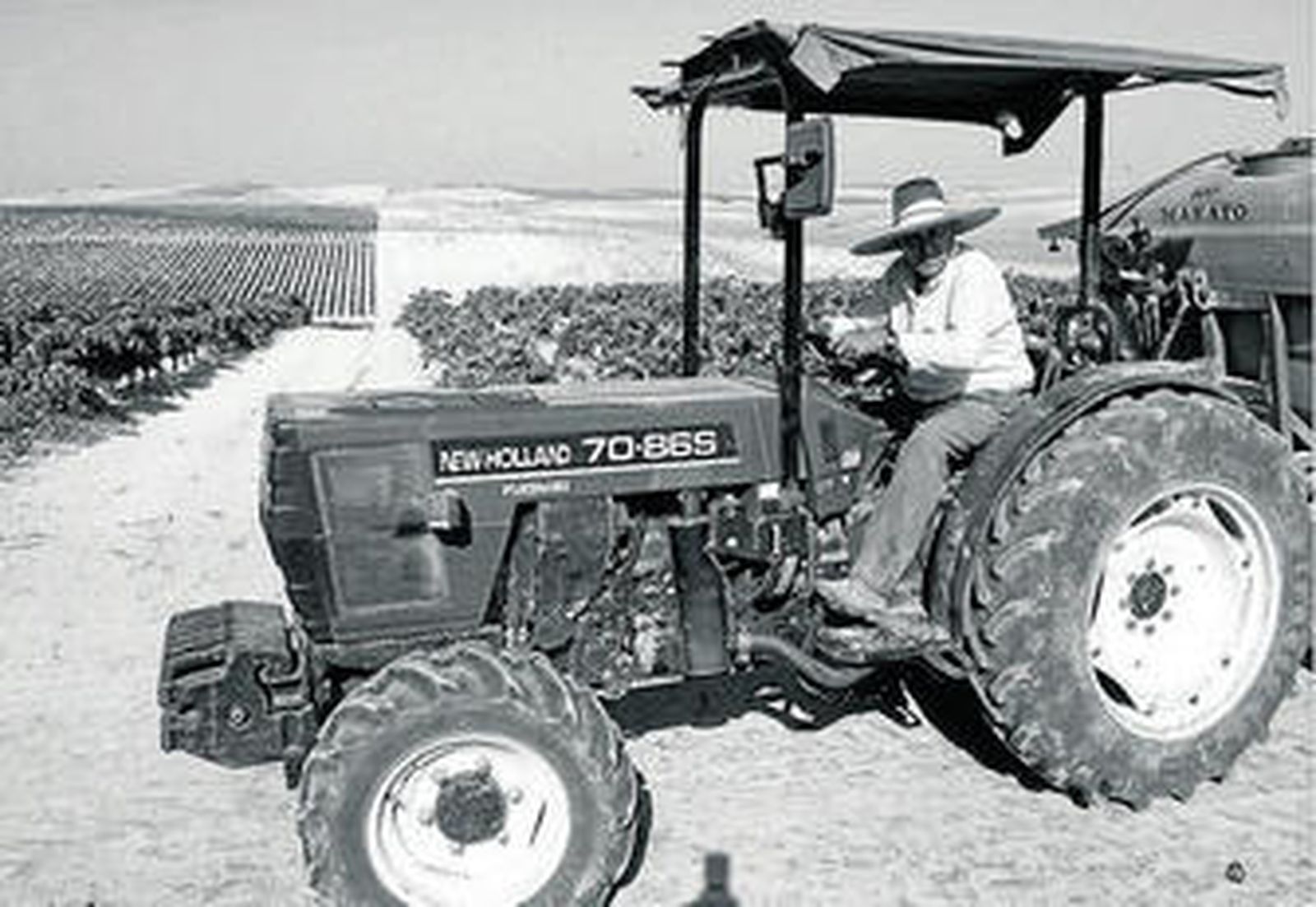 Imagen del viñedo de la Hacienda San Patricio hace algunas campañas, cuando la actividad aún era normal.