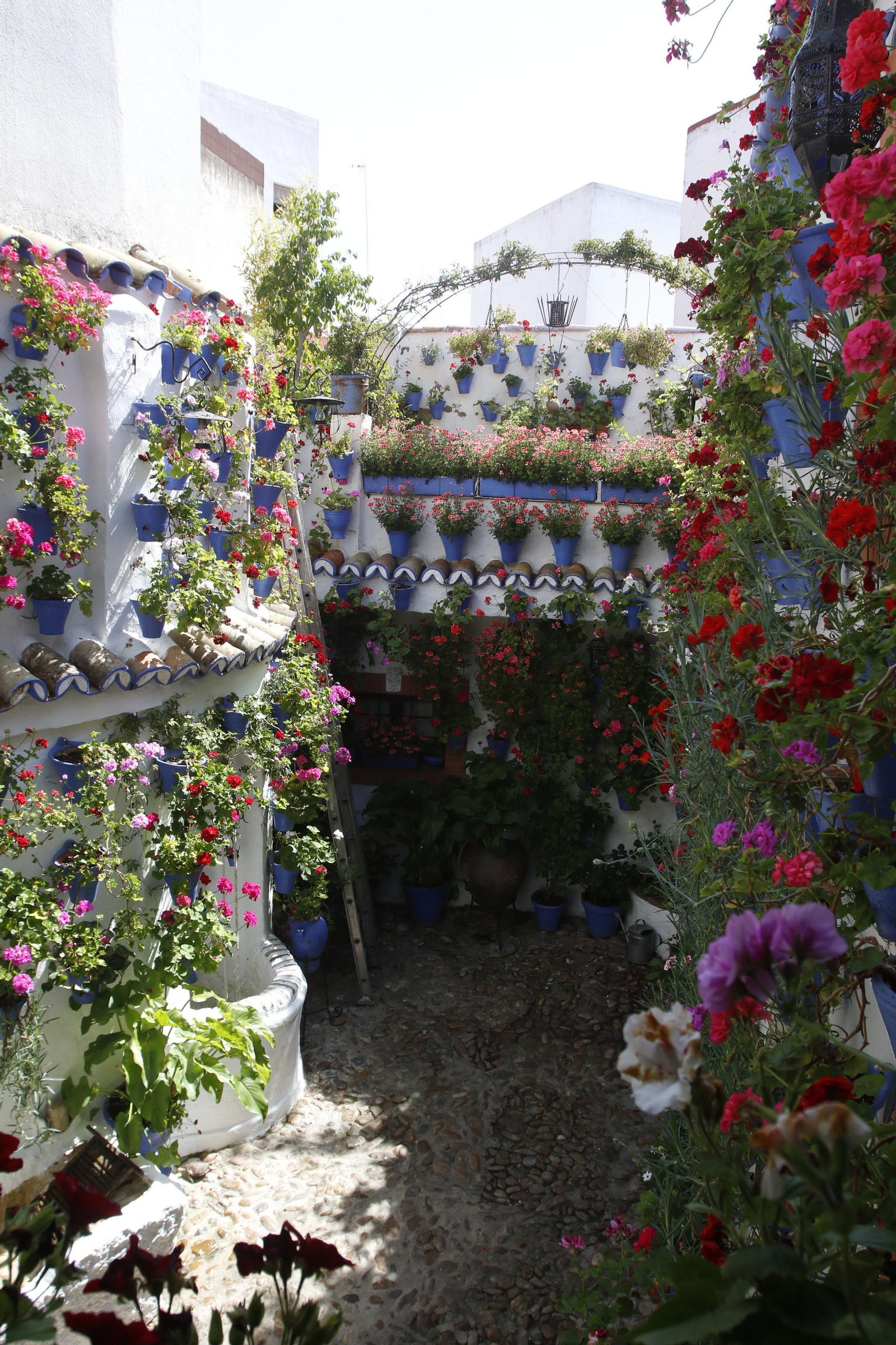 Las fotos de los Patios de Córdoba en este atípico mes de mayo
