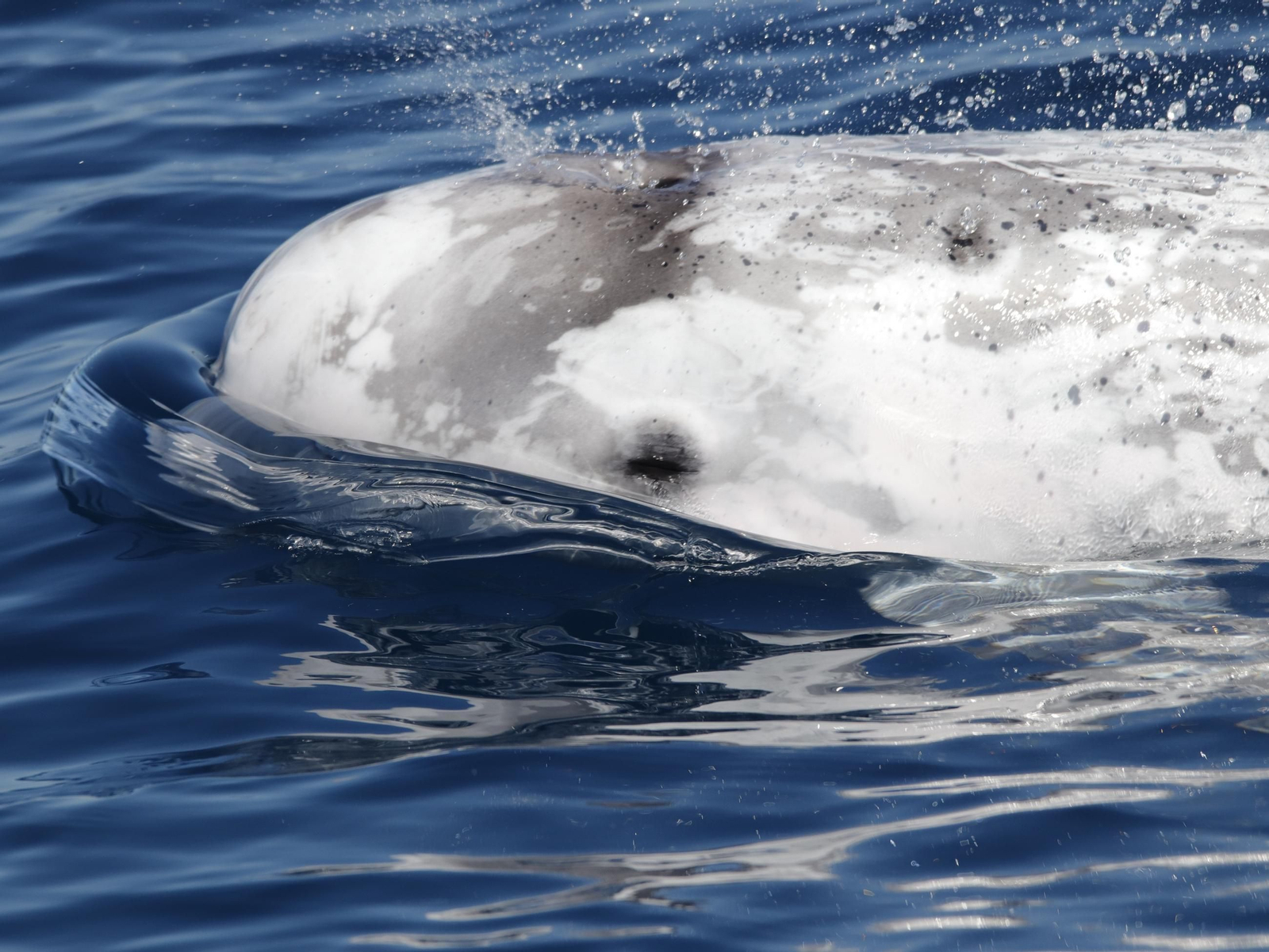 Un calderón gris en el mar de Alborán.