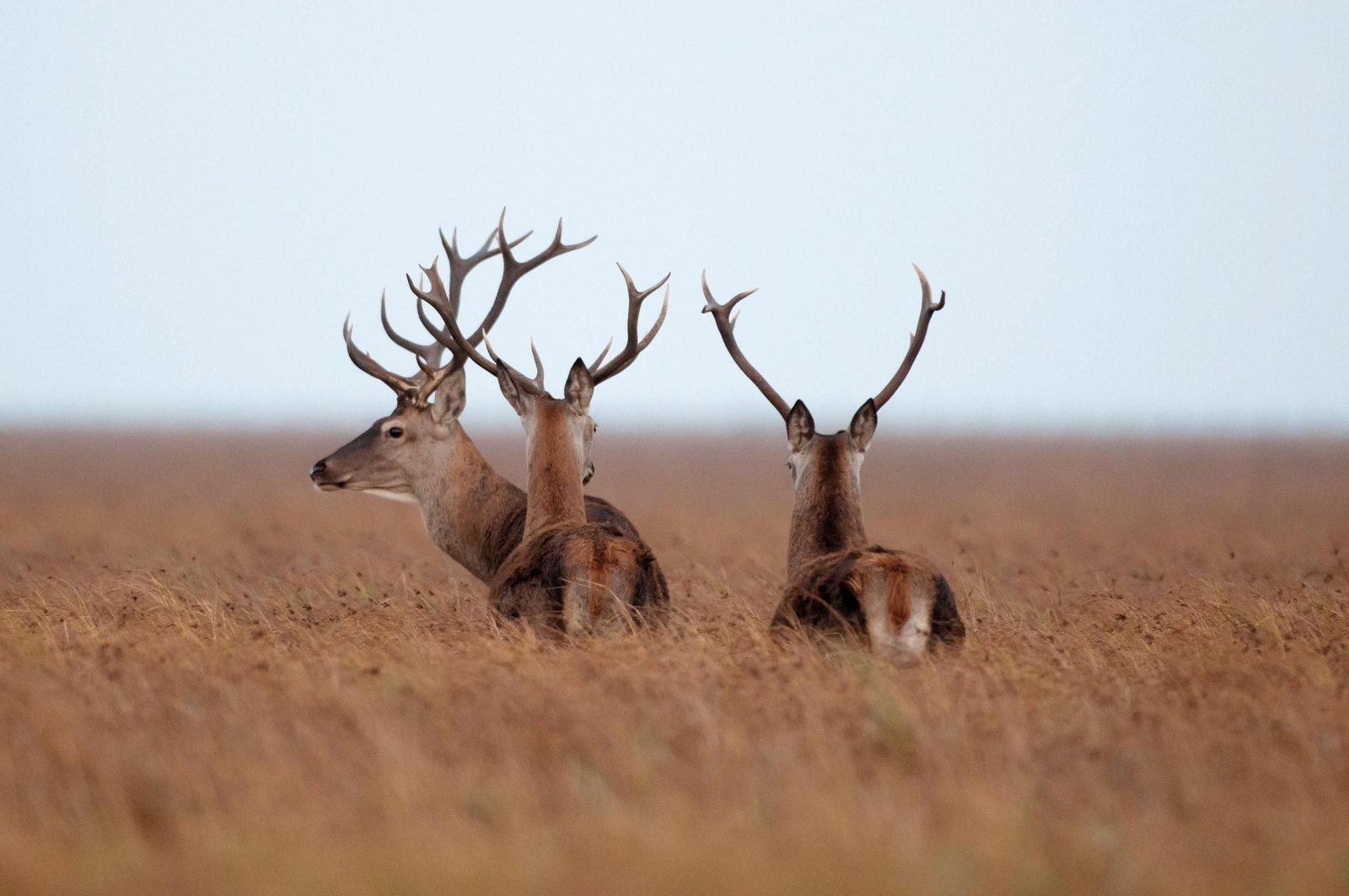 Ciervos en el parque nacional de Doñana.