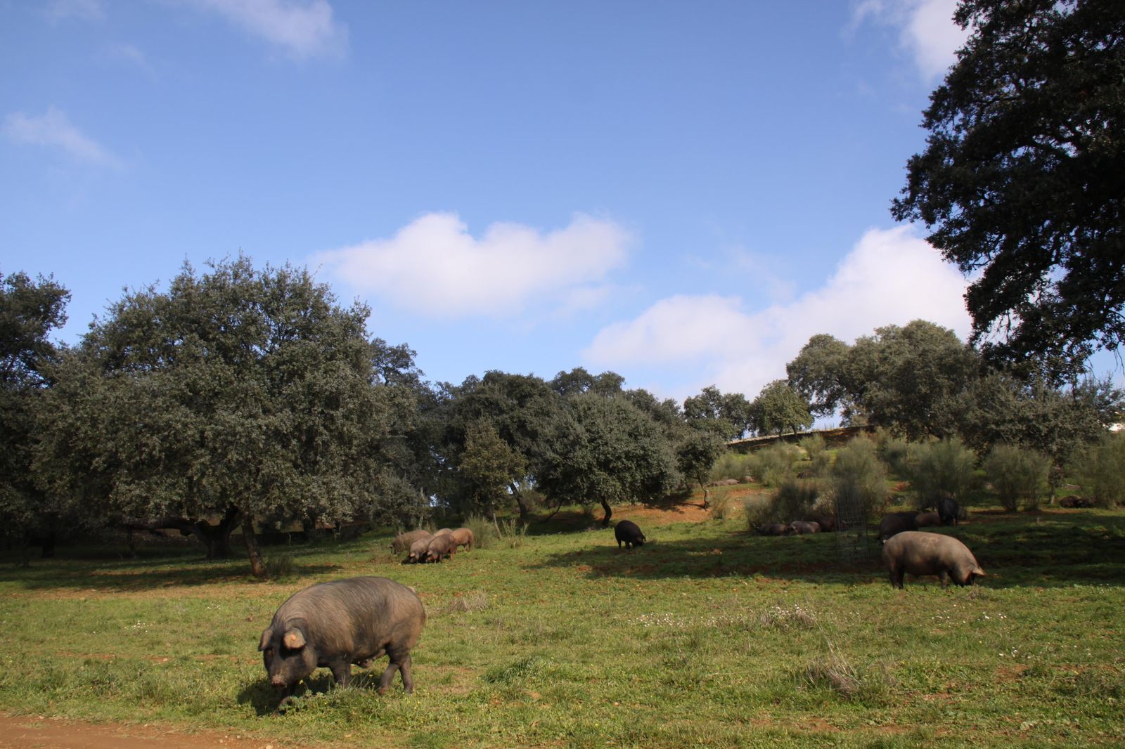 Cerdos durante la montanera en la dehesa onubense.