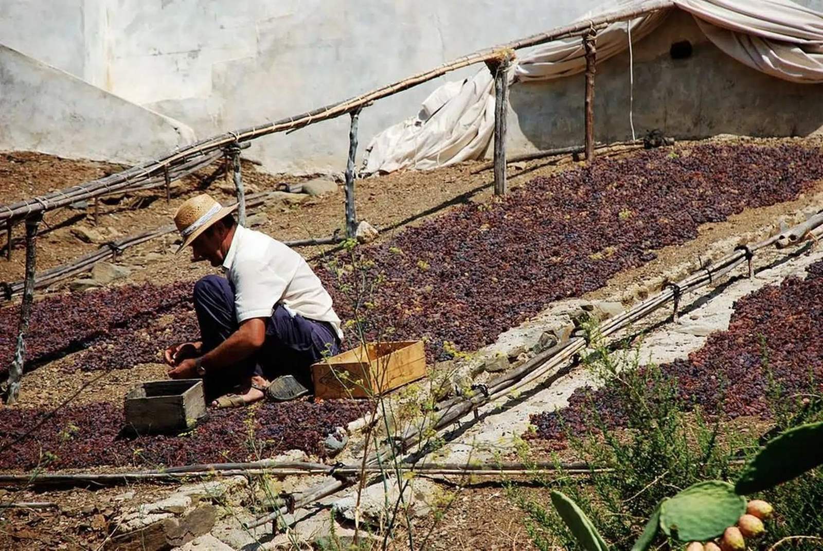Un agricultor cosechando uvas.