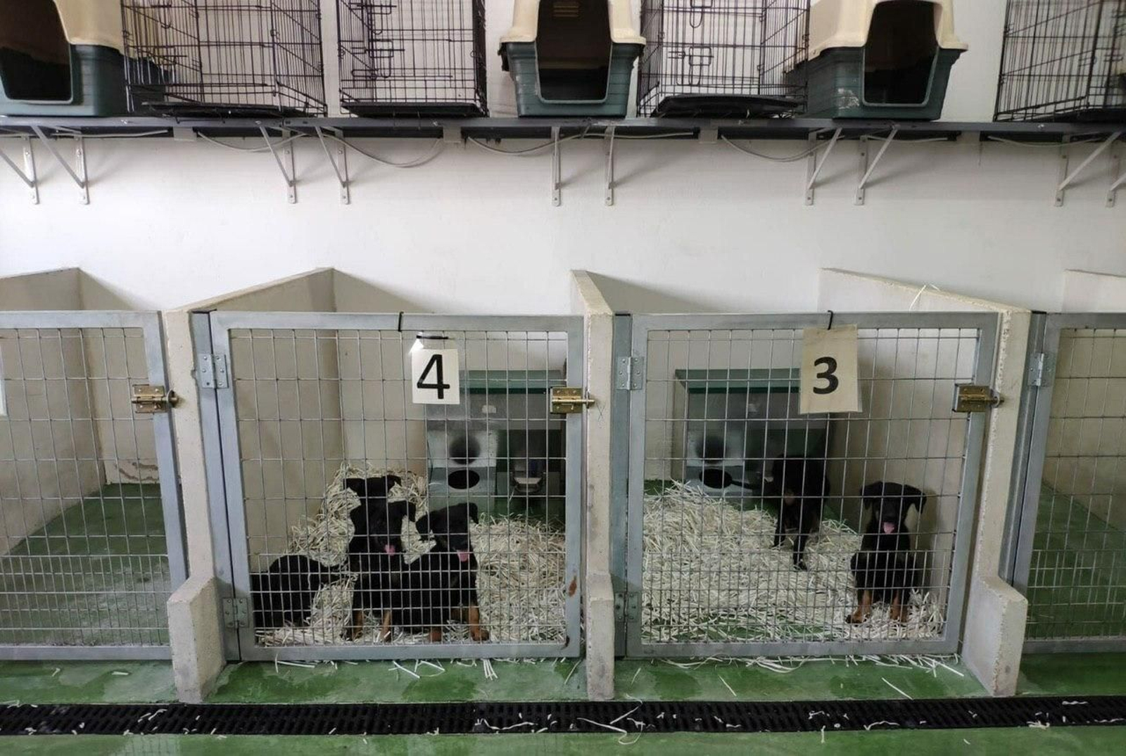 Varios cachorros en el centro de control animal de Sadeco.