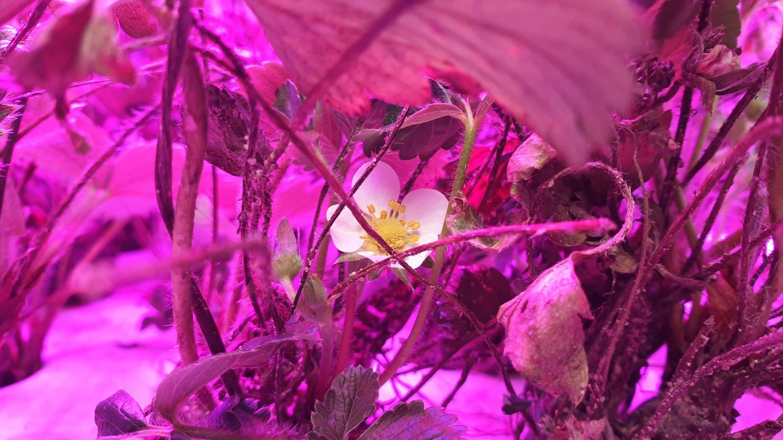Pruebas de laboratorio en las que se aprecia la floración del cultivo en el proyecto Indoor.