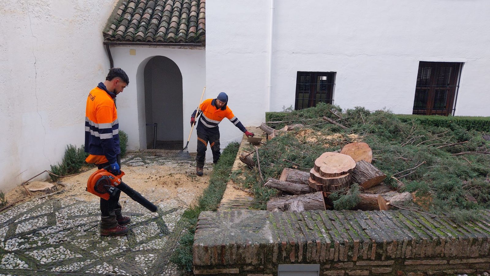 Talado un ciprés ante el riesgo de caída en el Palacio de Dar al-Horra de Granada