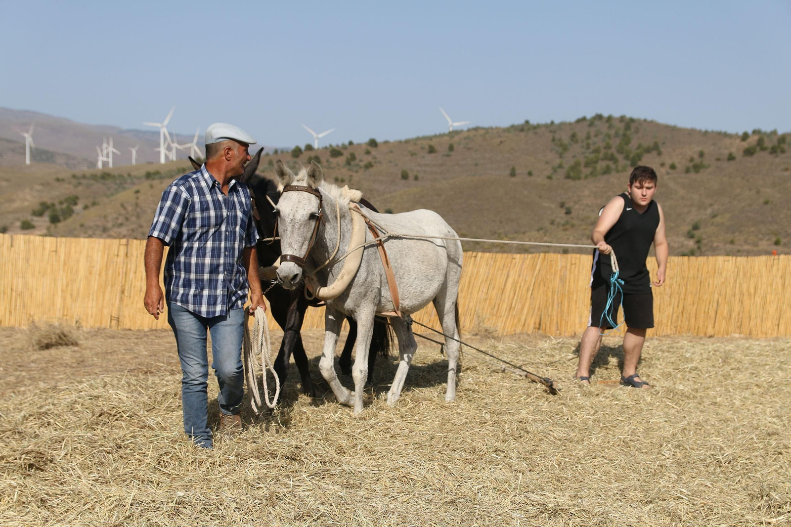 La fiesta de la trilla de Abla