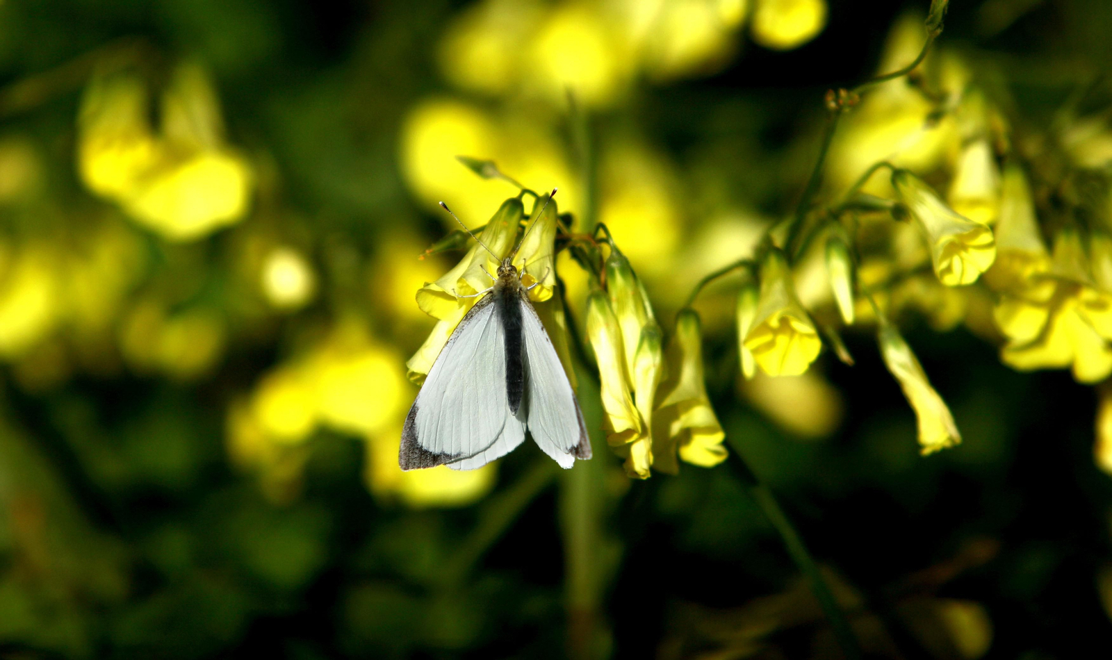 Así es el pulmón verde de Huelva, el parque urbano más grande de Andalucía