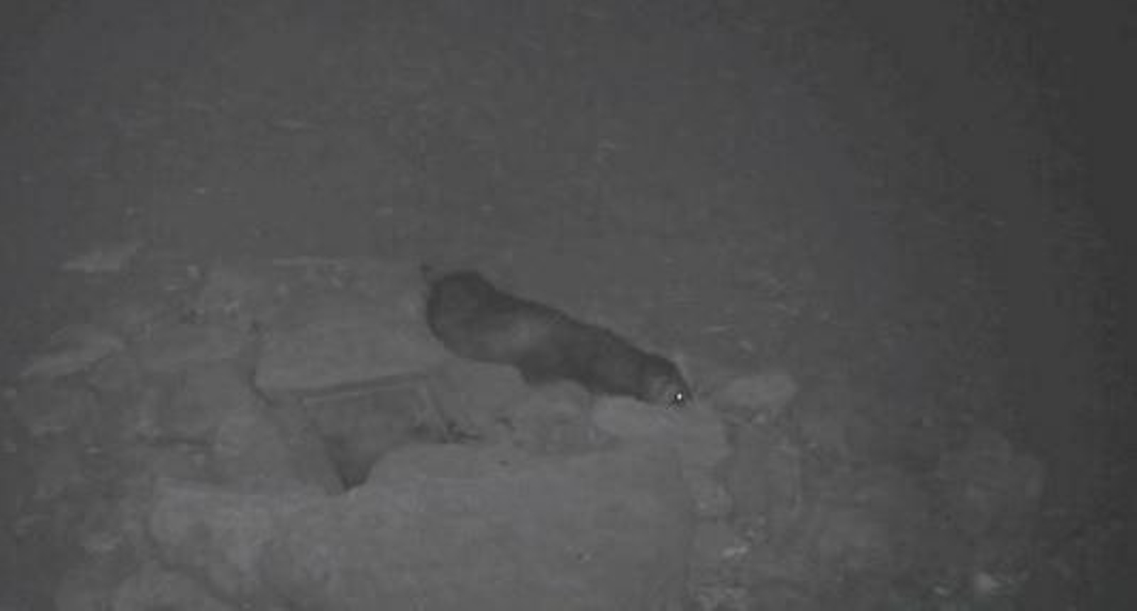 Un turón. Zorros, tejones, garduñas... Esto desvelan las imágenes nocturnas en los campos de Córdoba