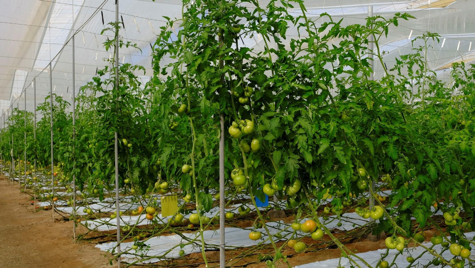 Vea cómo son los tomates almerienses de 'Stella del Cabo'