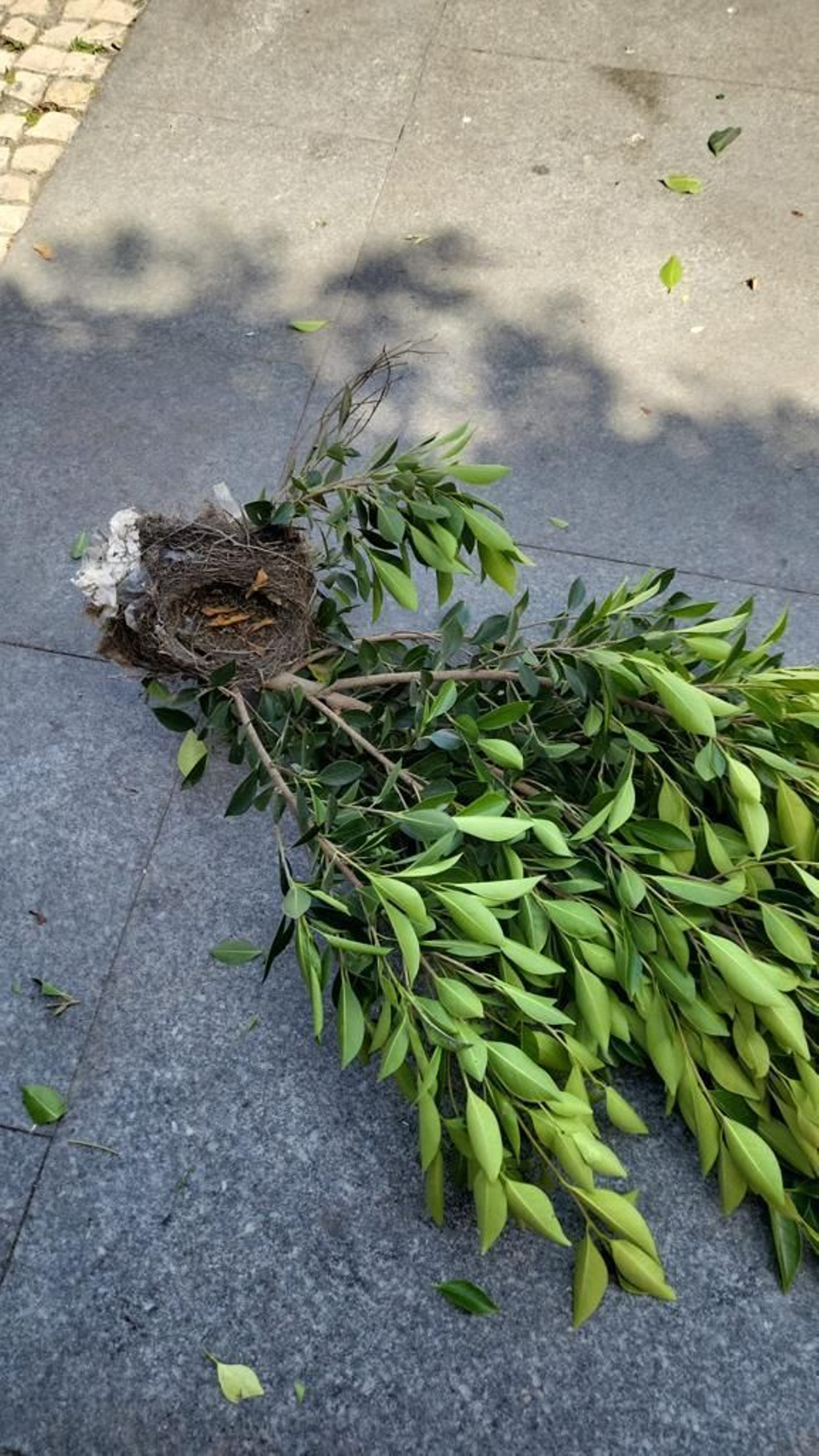 Un nido en el suelo, en la Plaza de San Antonio, de Cádiz.