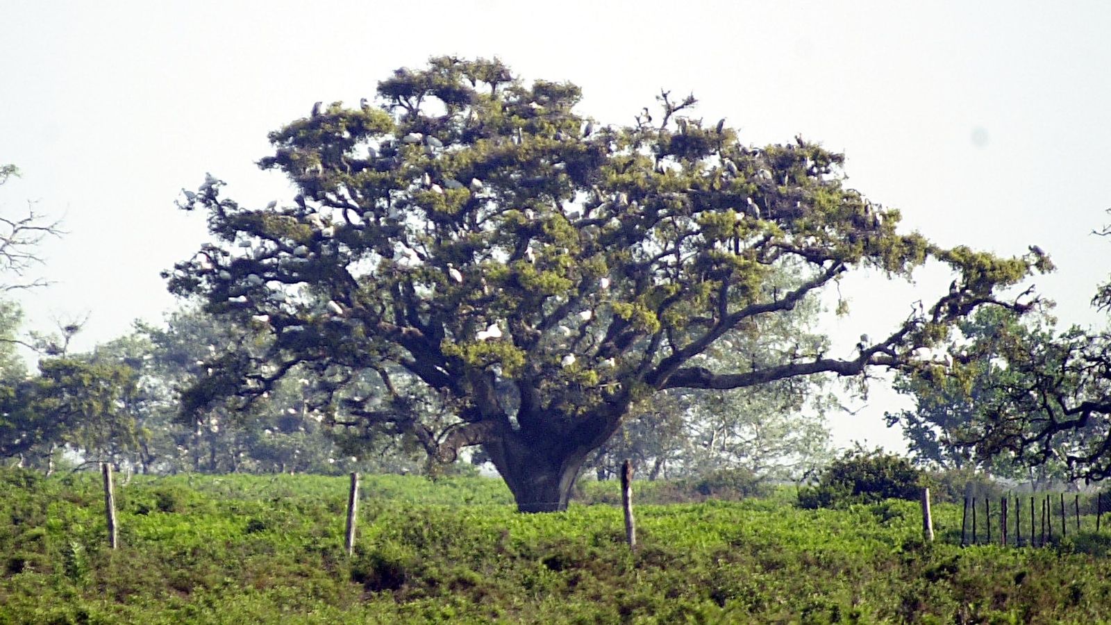 Uno de los árboles en el Parque Nacional de Doñana.