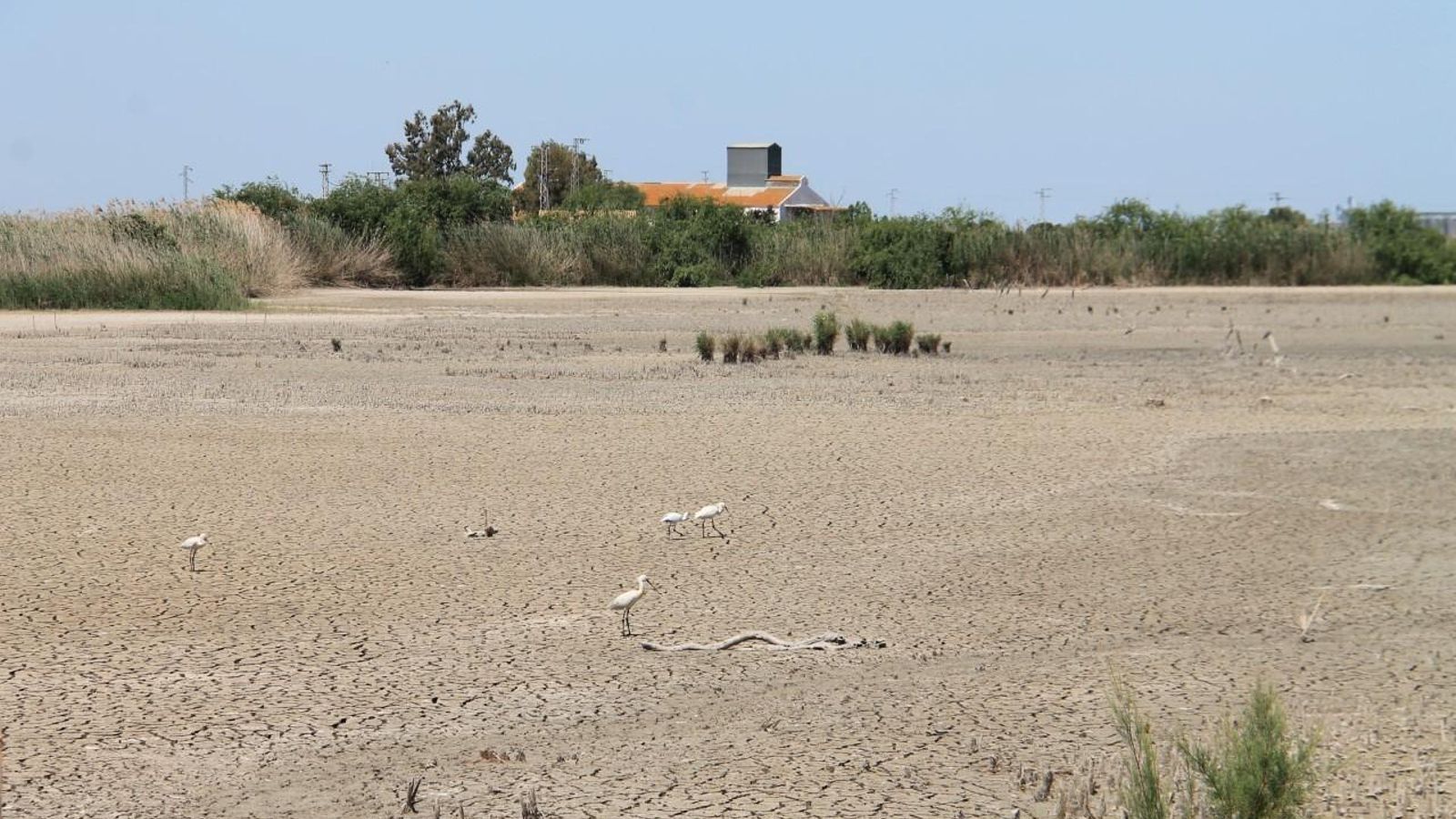 Otra imagen de aves intentando conseguir comida en el lodo cuarteado sin el agua.