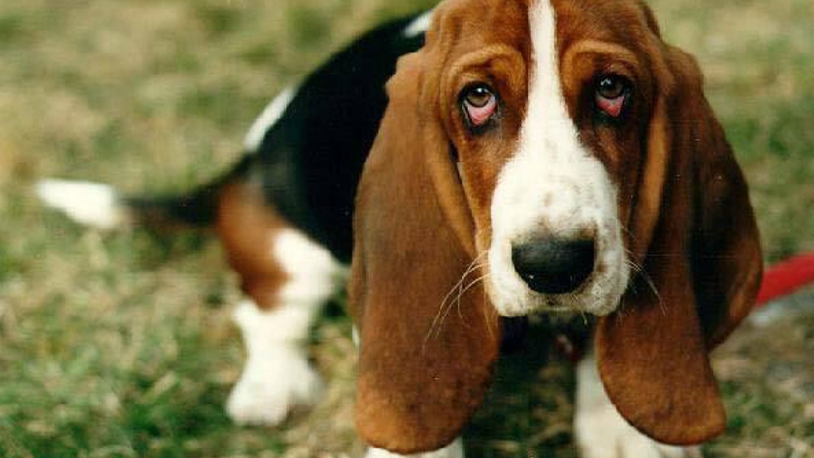 basset_hound