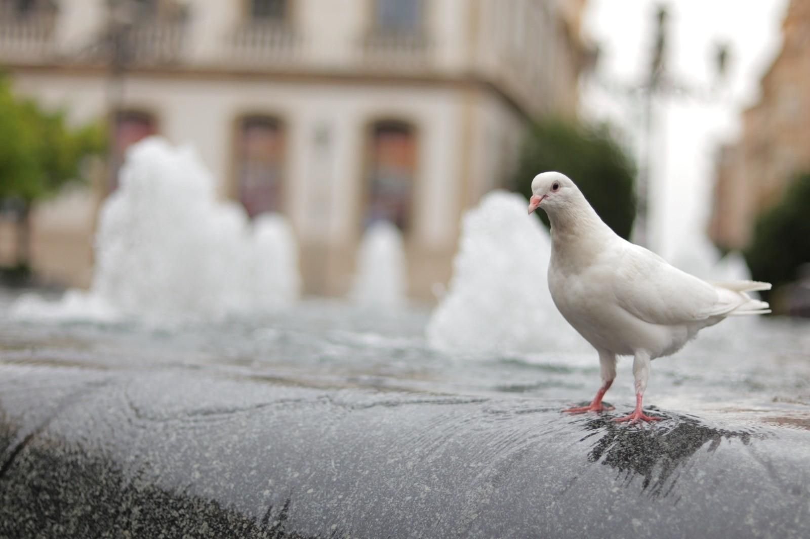 Una paloma en la fuente de Las Tendillas.