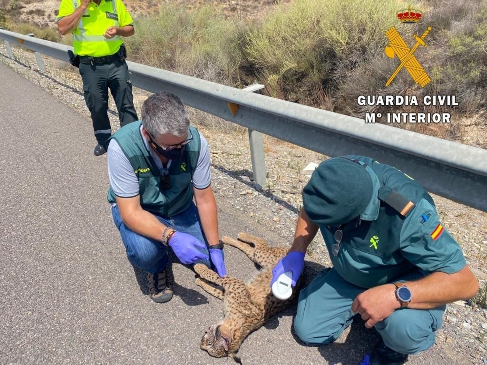Atropellan a un lince ibérico en la autovía A-7 a la altura del PITA