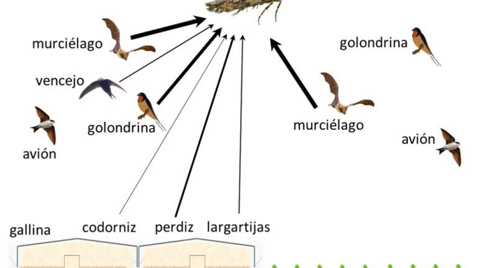 Principales vertebrados depredadores de Tuta absoluta. El grosor de la línea es indicativo de la cantidad de ADN de la plaga encontrado en la heces de cada especie, tanto en cultivos de invernadero (izquierda) como en cultivos al aire libre (derecha).