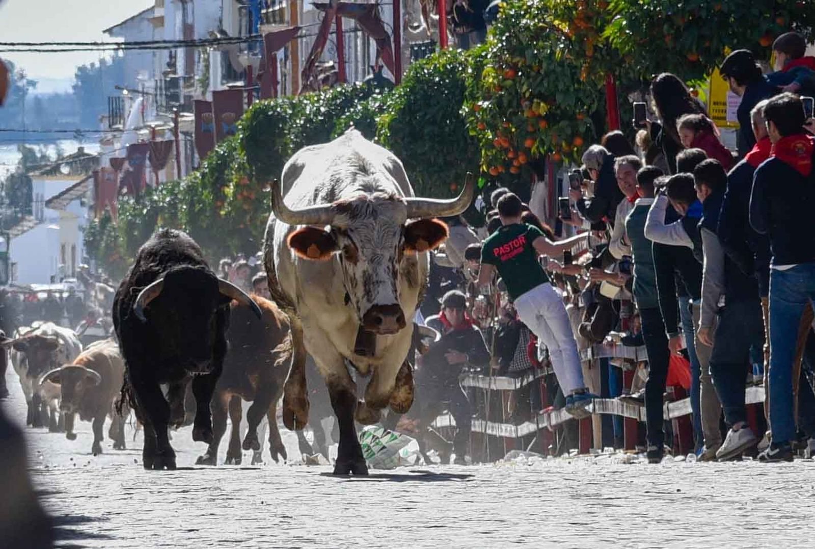 Las imágenes de los festejos de San Sebastián en La Puebla del Río 2026