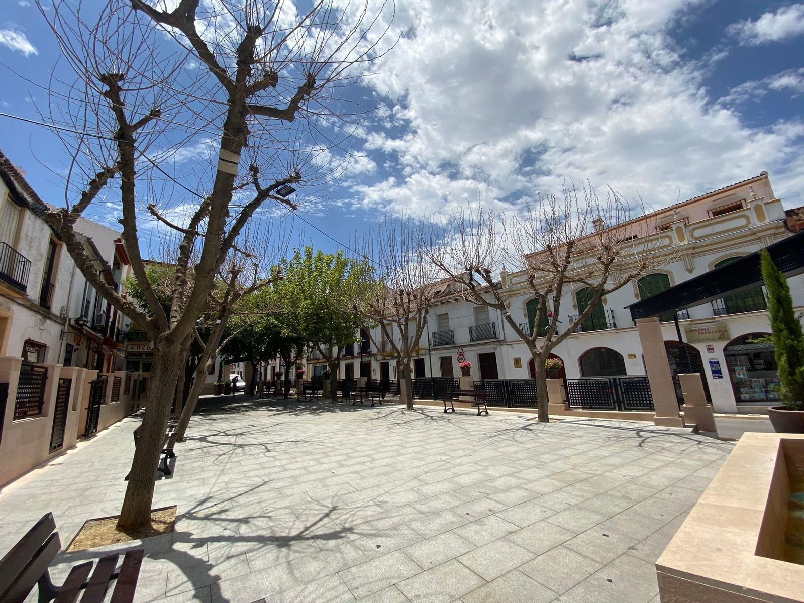 Árboles ya sin vida en la plaza José Díaz Mena de Arriate.