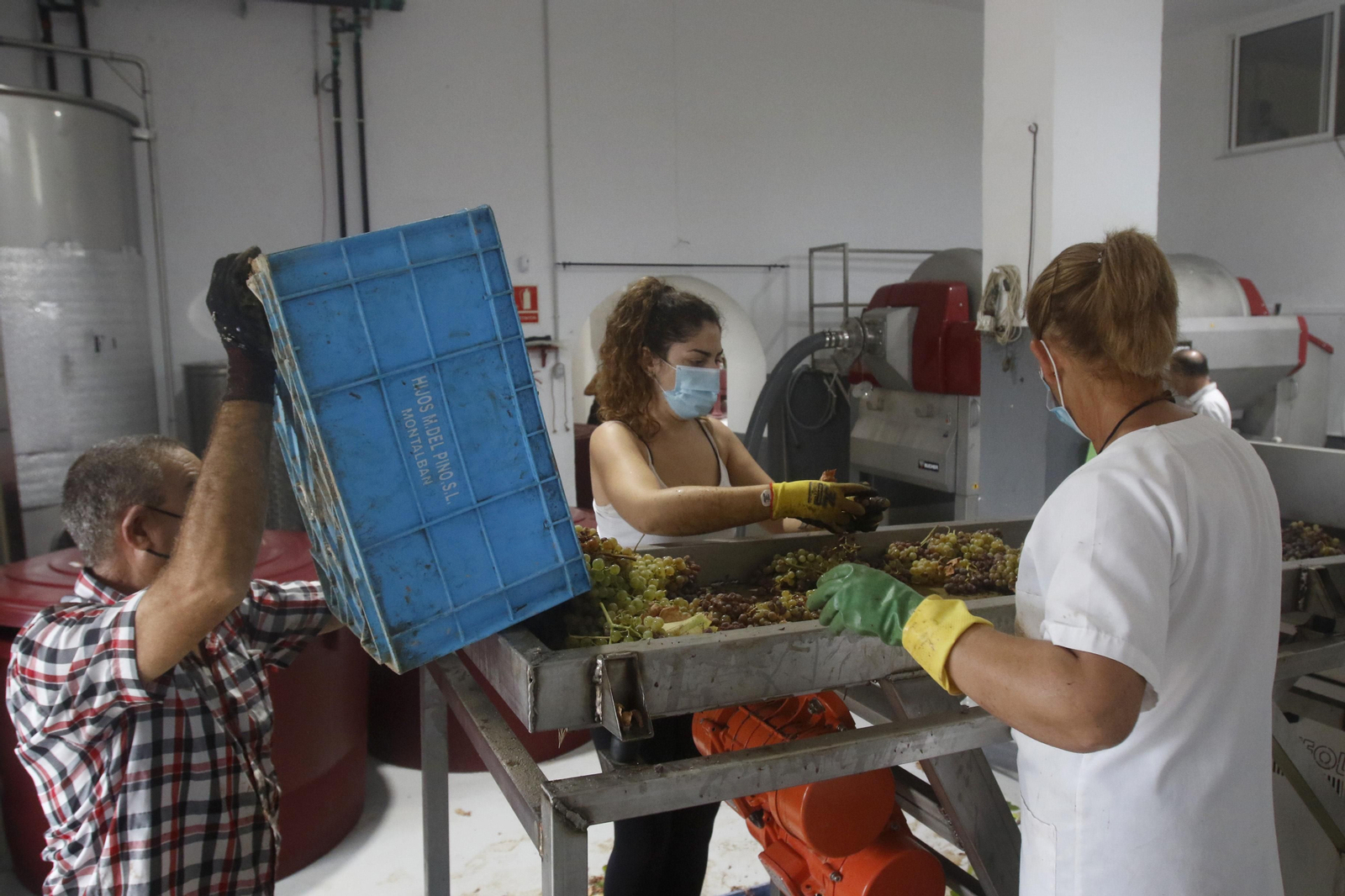 La vendimia en Montilla-Moriles, en fotografías