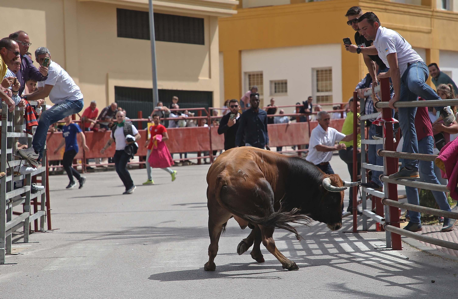 Fotos del Toro Embolao en Los Barrios