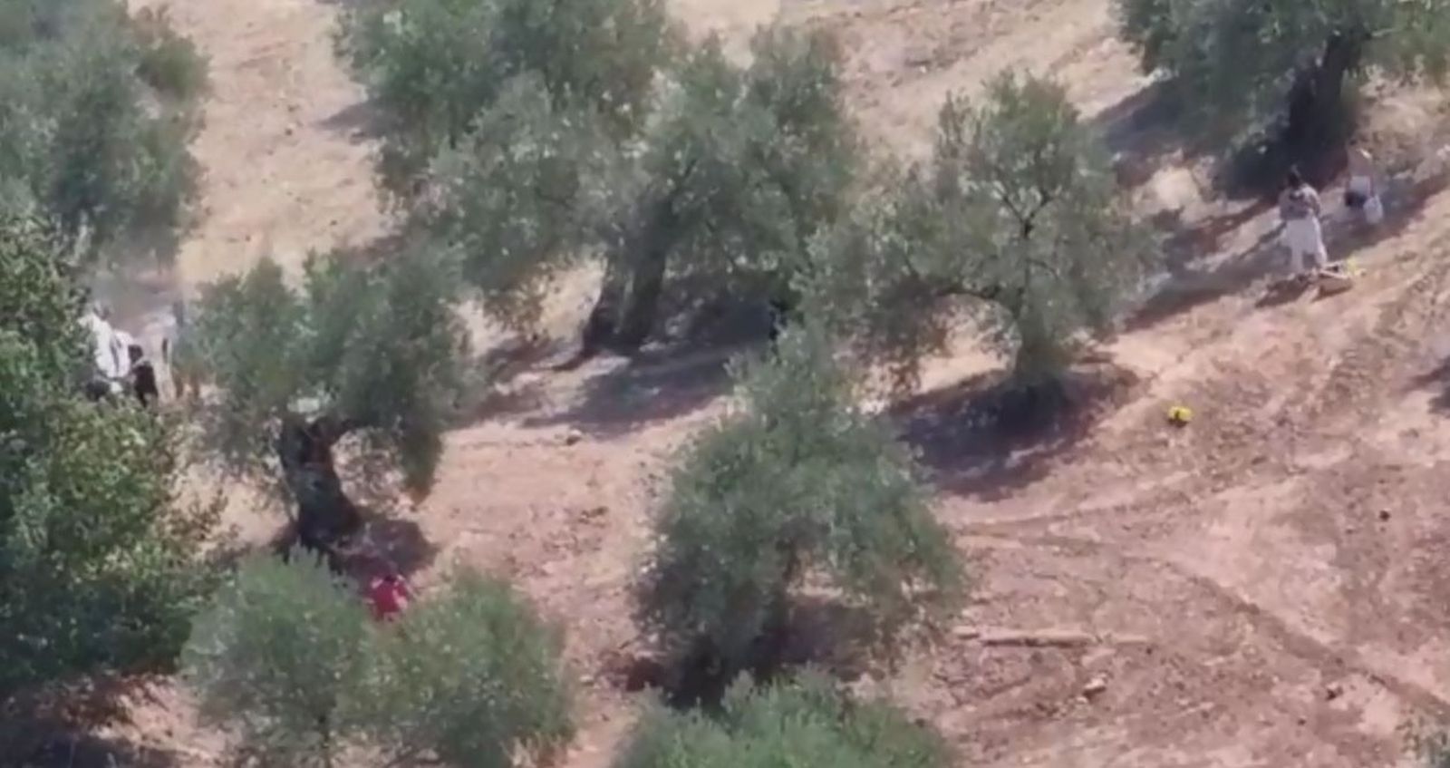 Varias personas se esconden entre los olivares.
