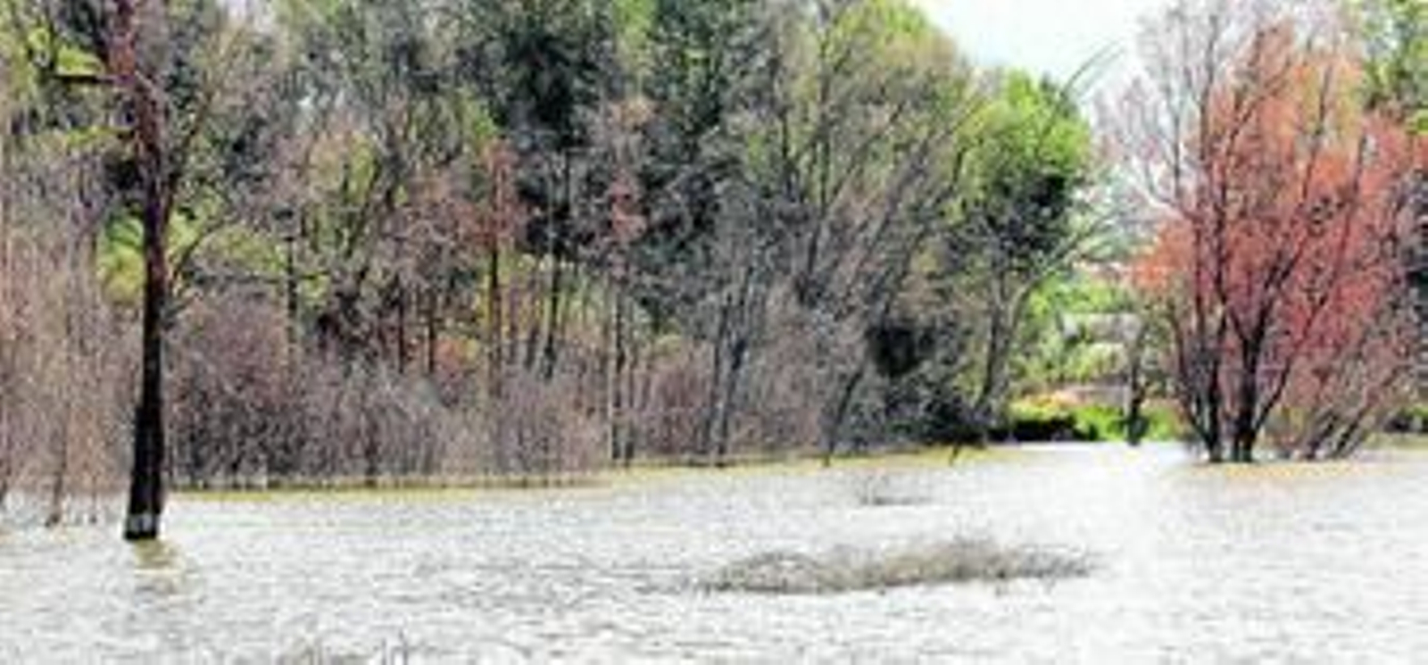 PADUL: el agua echa raíces