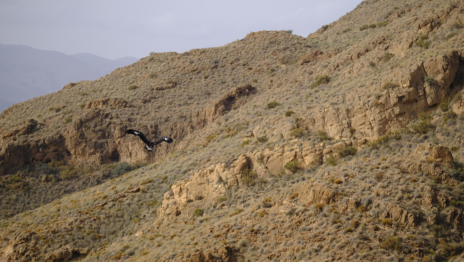 Suelta de un águila imperial, en imágenes