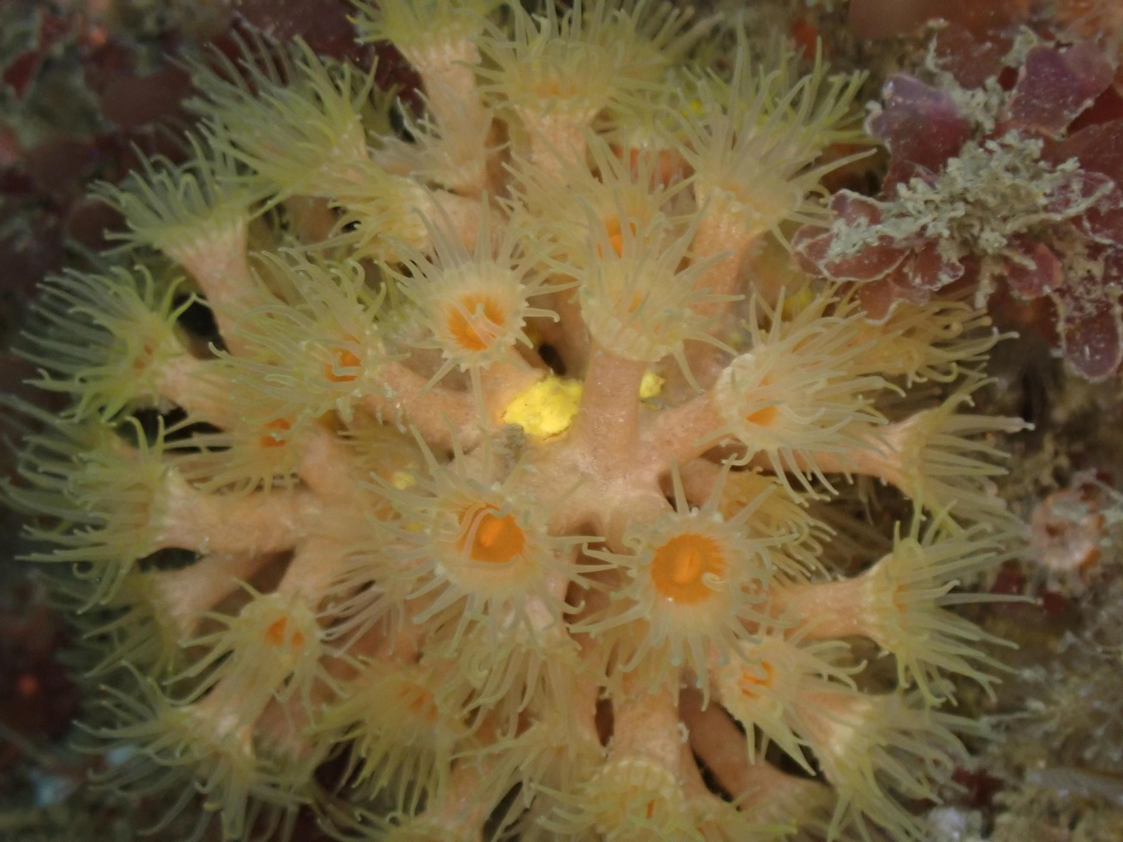 Parazoanthus axinellae parasitando una esponja.