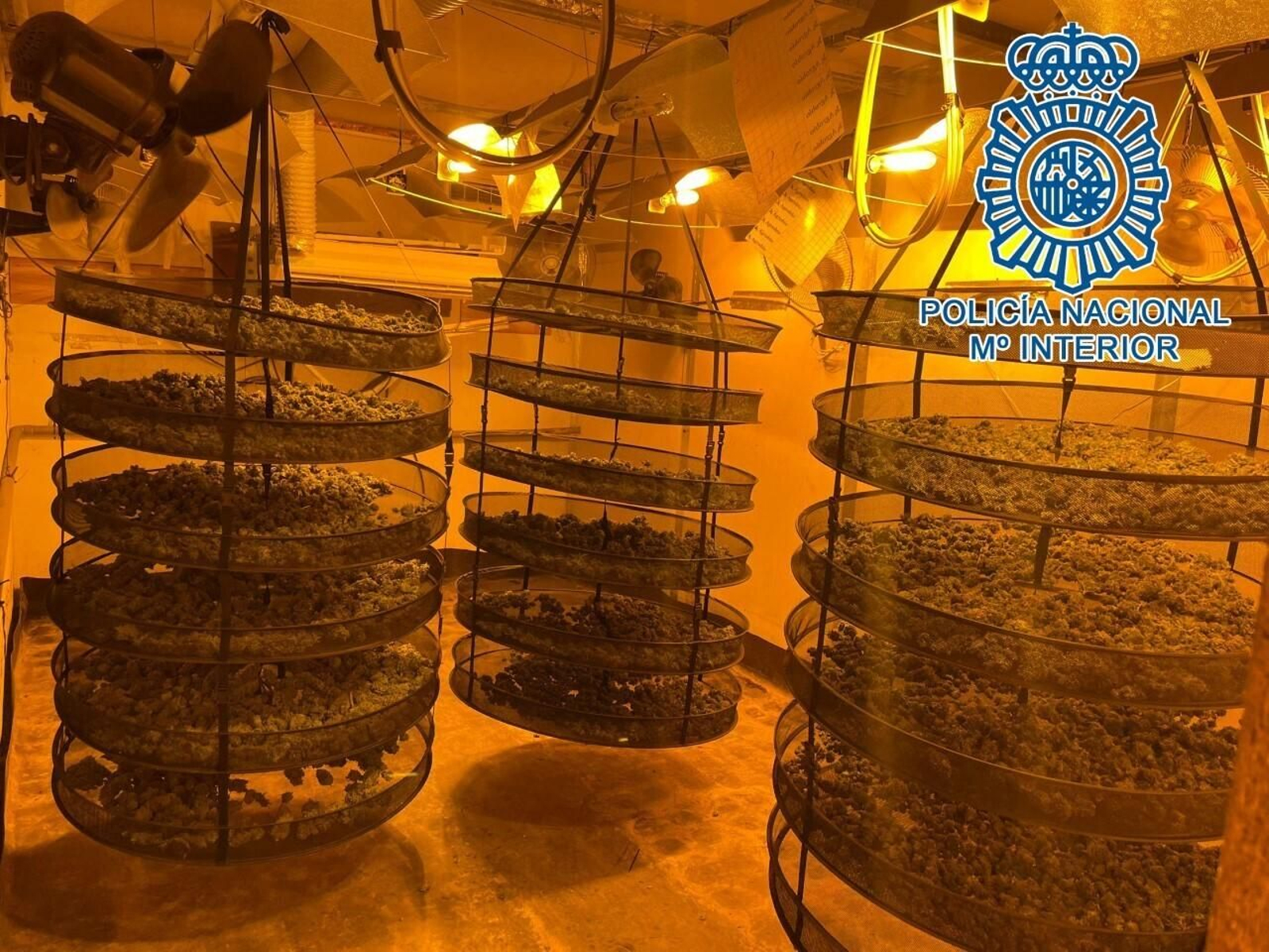 Plantación de marihuana en El Portal