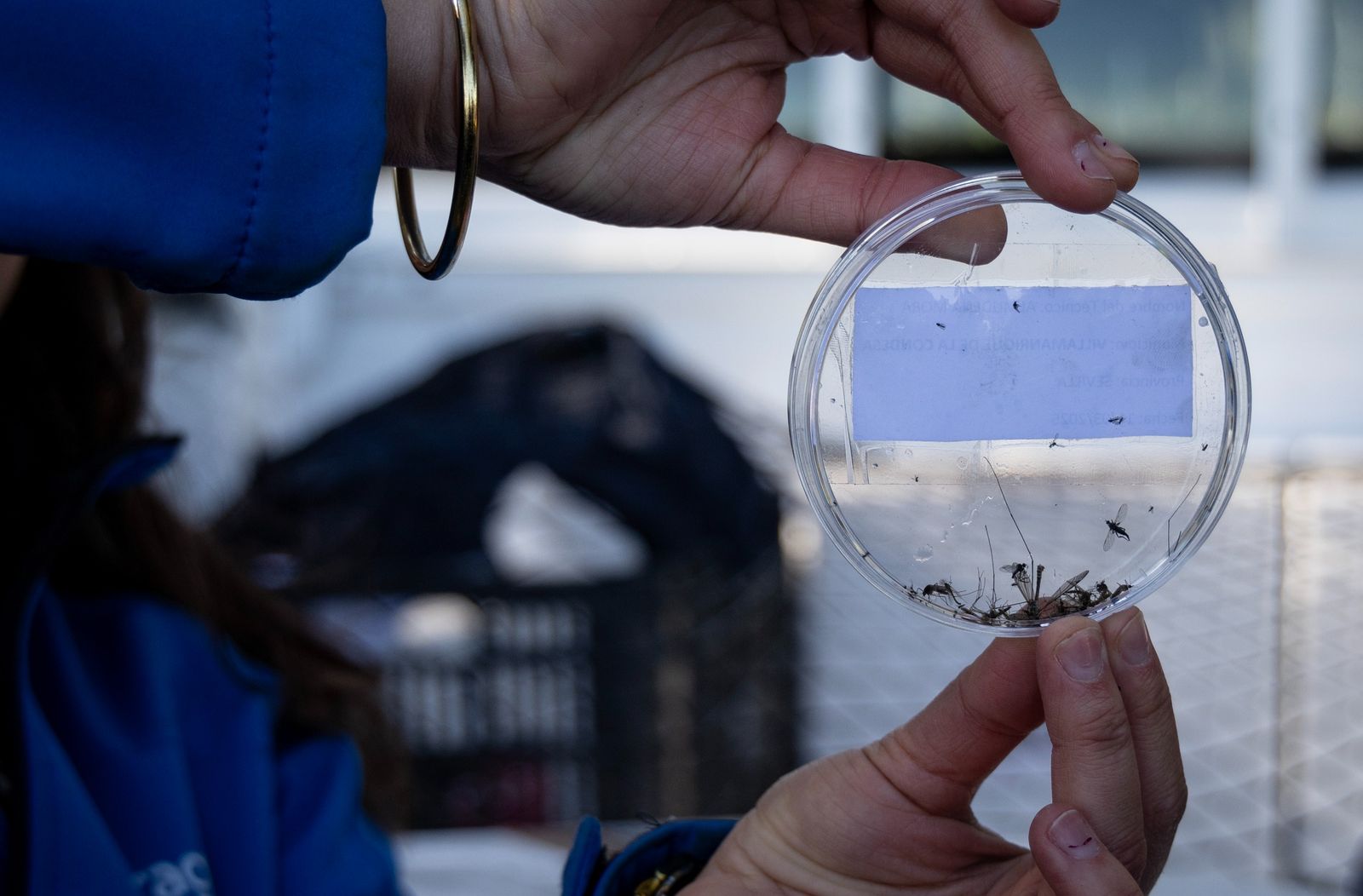 Una muestra de mosquitos recogida en una trampa en la laguna de San Lázaro, en Villamanrique de la Condesa.