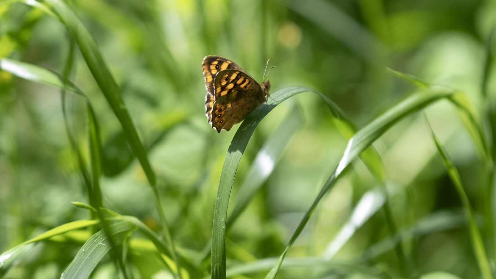 Primavera en la Serranía de Ronda, en imágenes.
