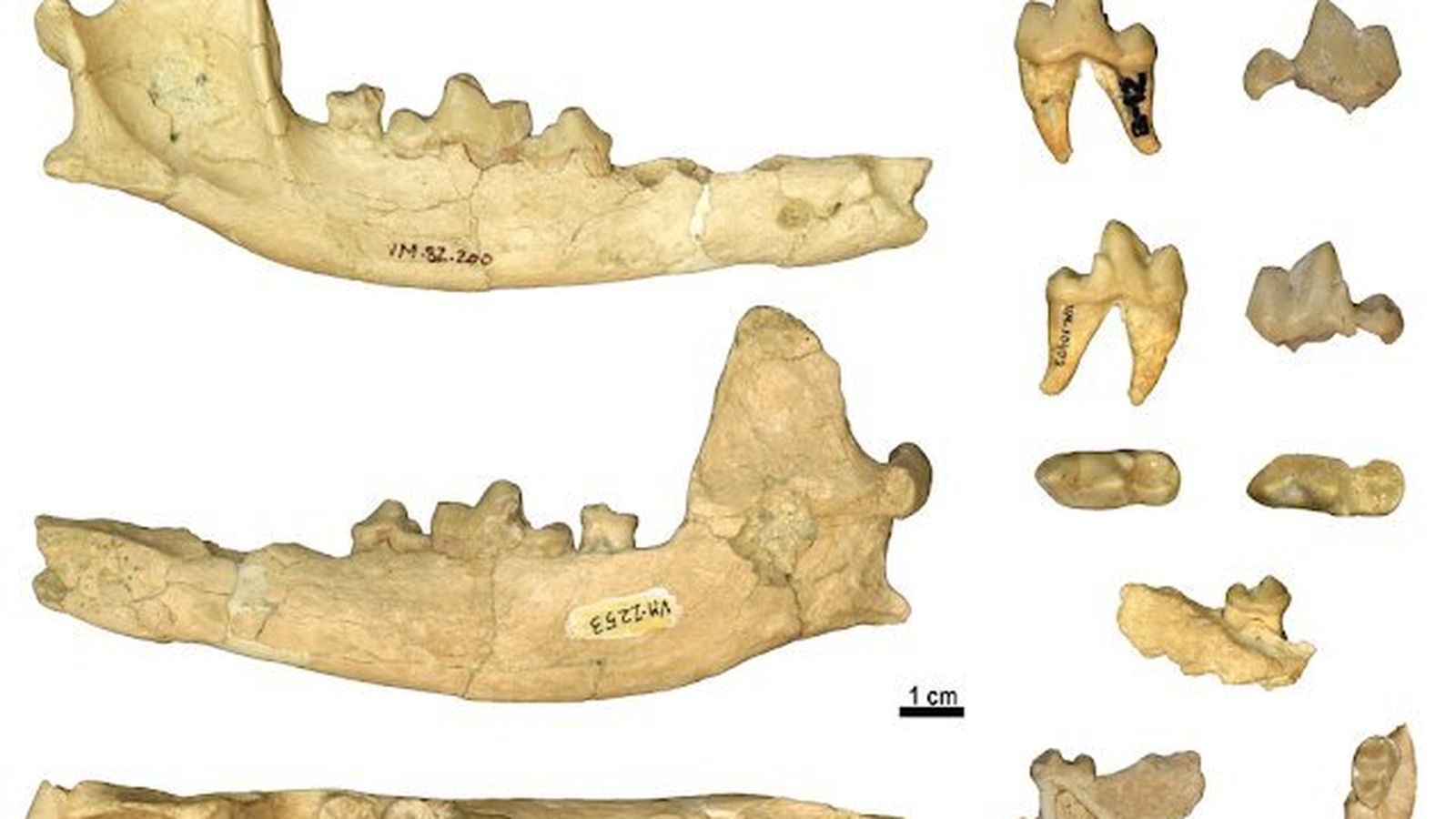 Mandíbula de la nueva especie.