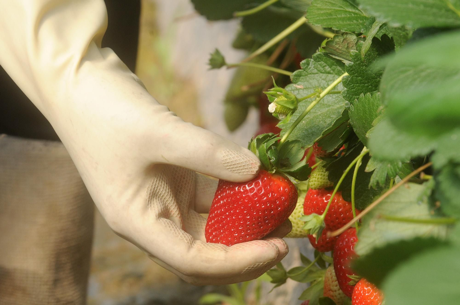 Recolección de fresas en los campos de Huelva.
