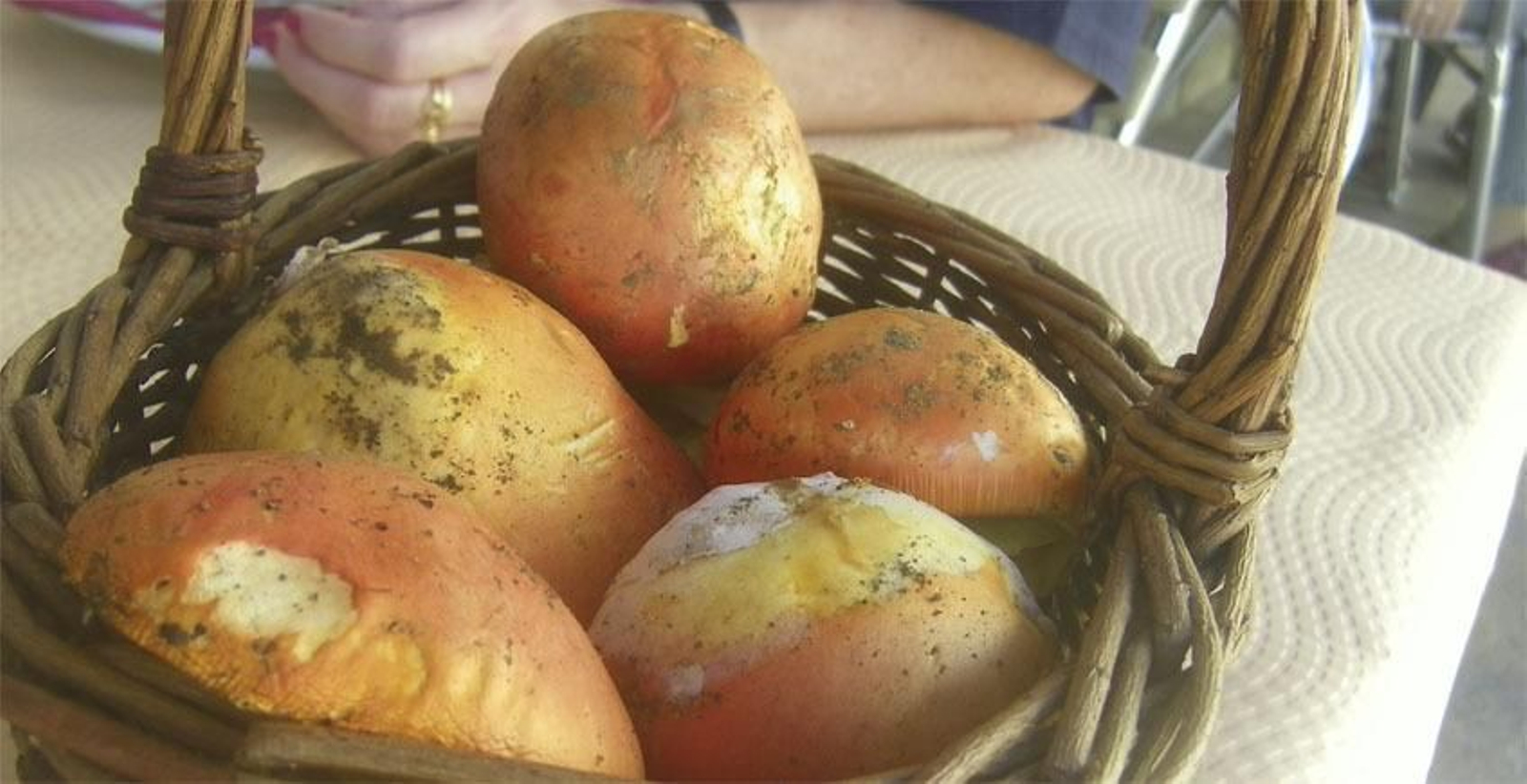 10 bares con terraza para comer en la provincia de Cádiz