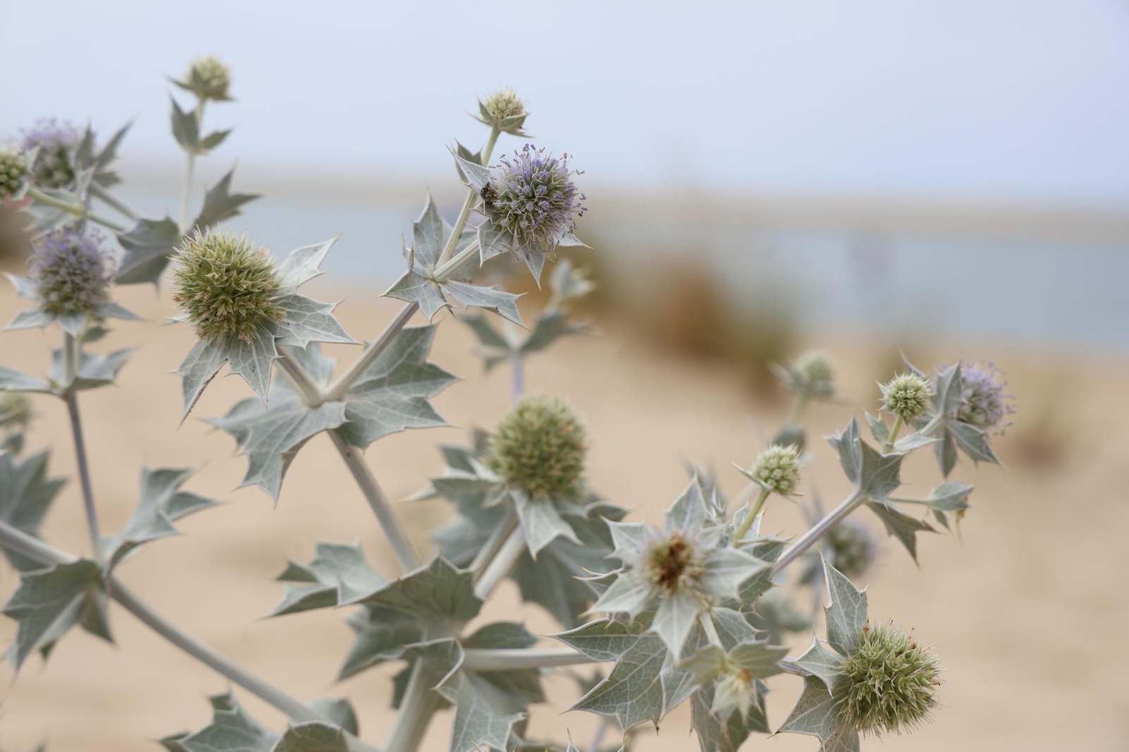 Imágenes de la diversa vegetación de las Dunas del Portil