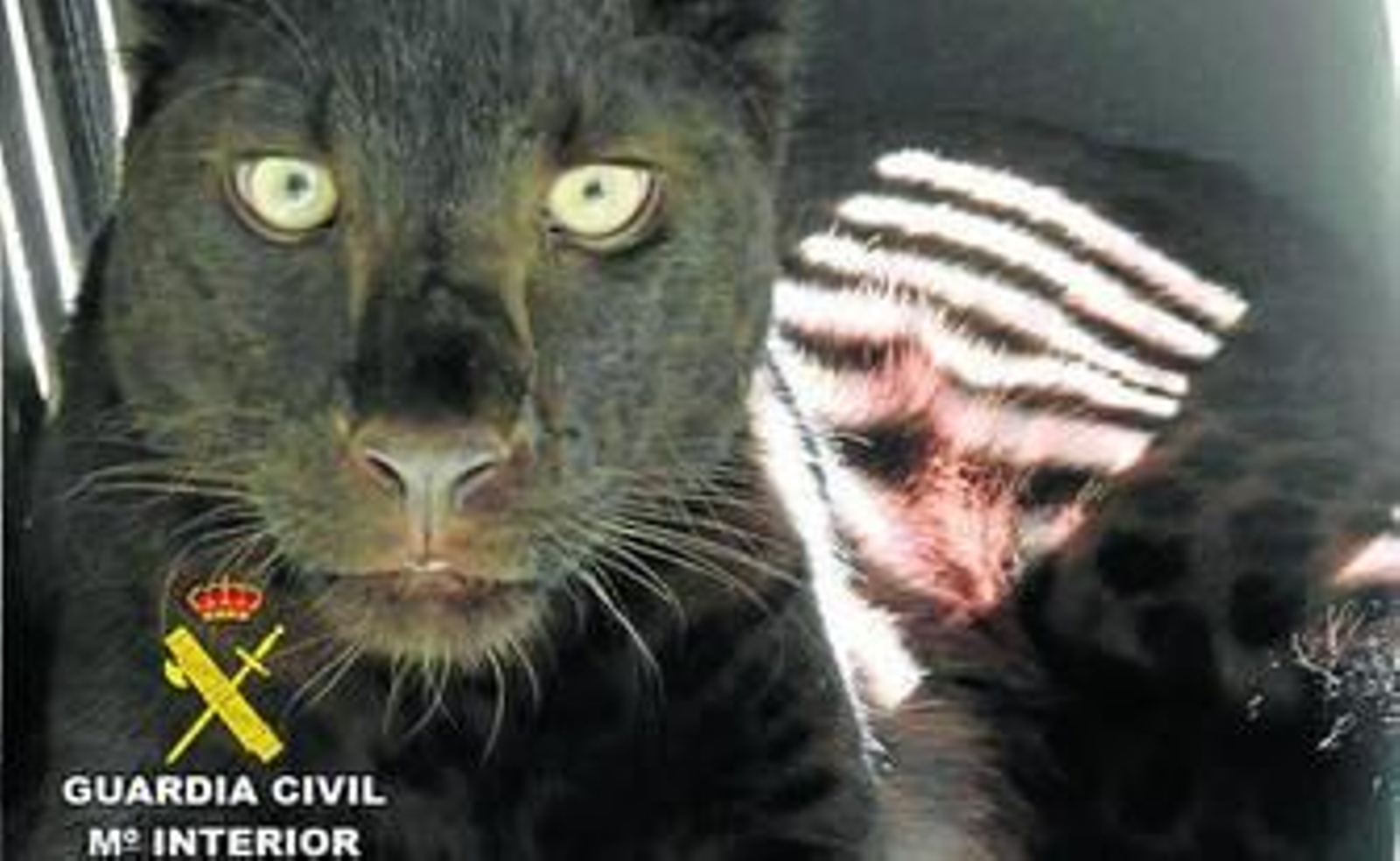 La pantera negra fue rescatada por la Guardia Civil y el SOIVRE.