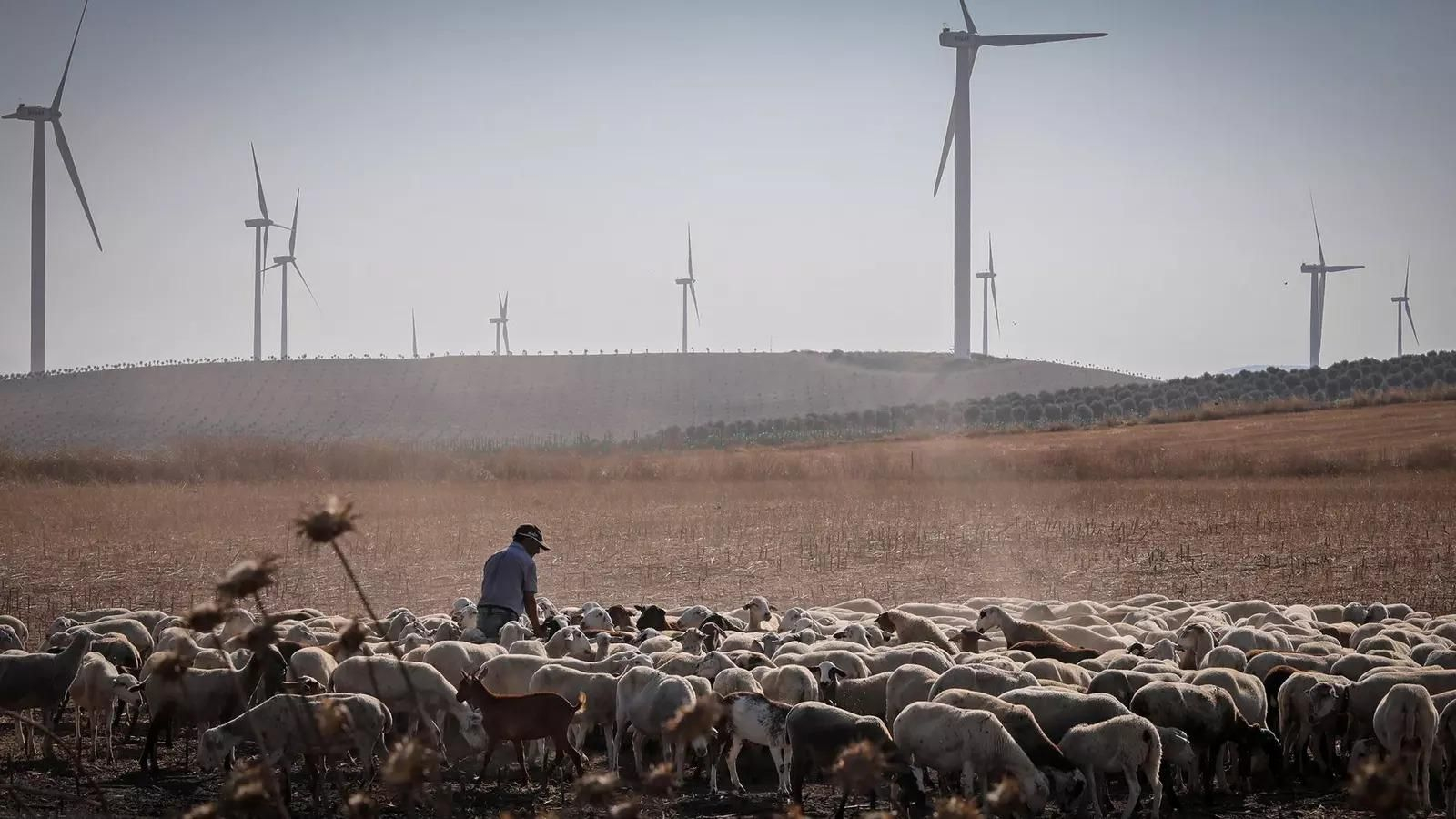 Un pastor con un rebaño de ovejas junto a un parque eólico en la provincia de Cádiz.
