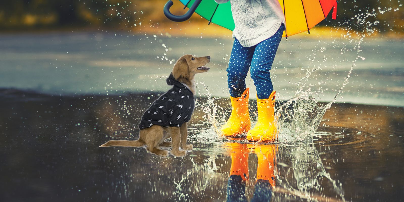 El mejor invento para evitar que tu perro se moje con la lluvia