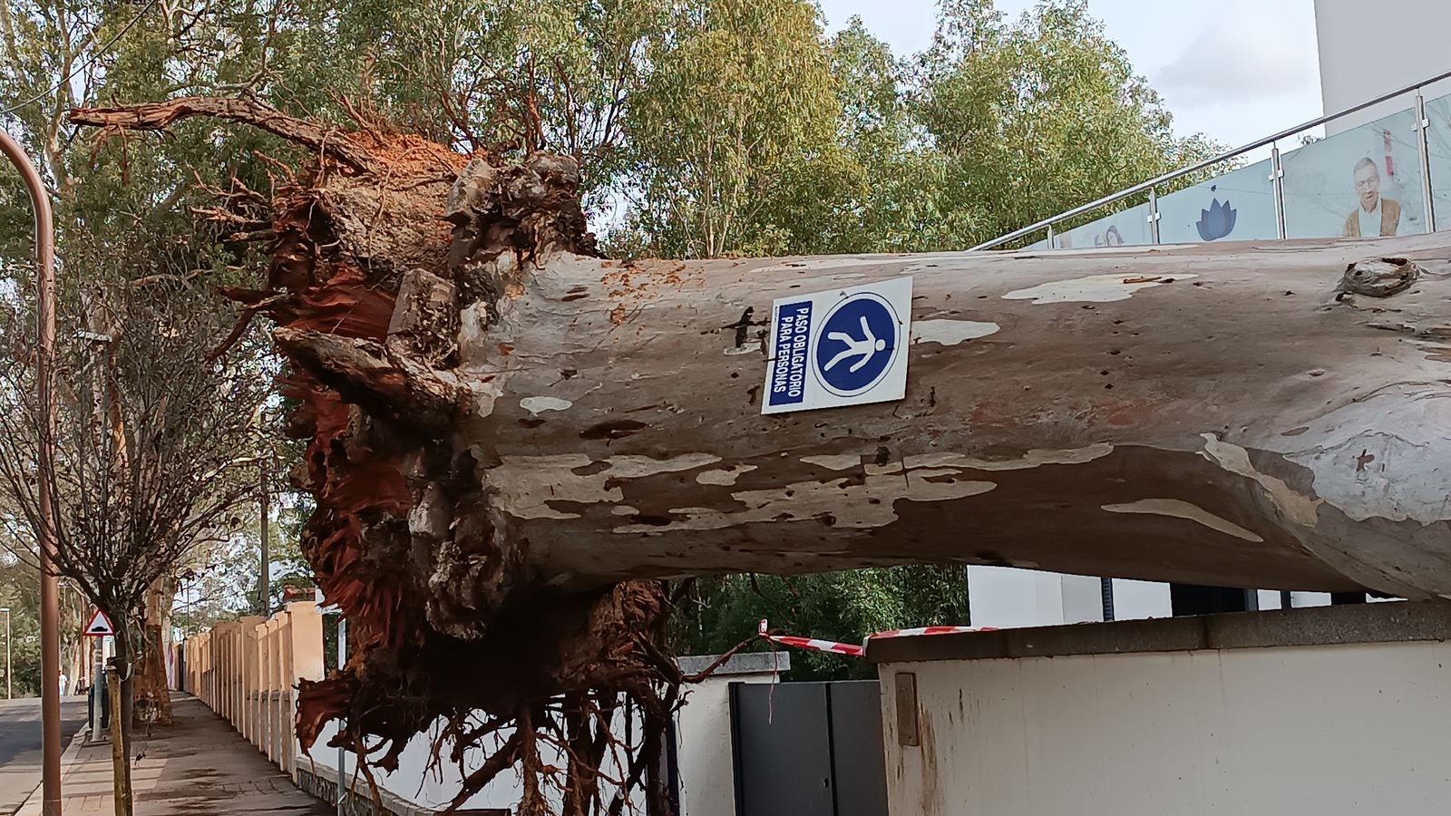 Con más de un metro y medio de diámetro en el tronco fue arrancado del suelo.